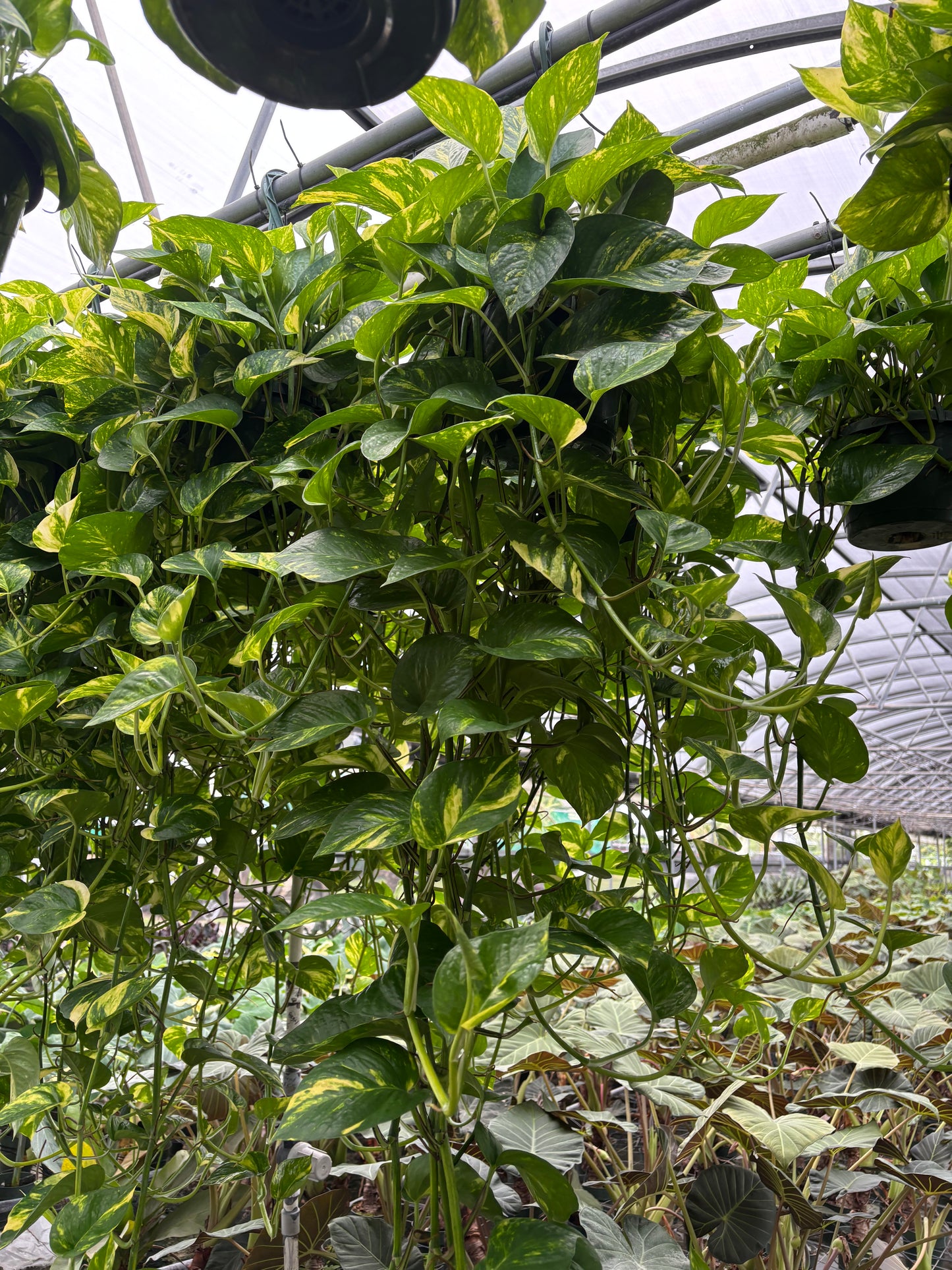 8” Golden Pothos Hanging Basket