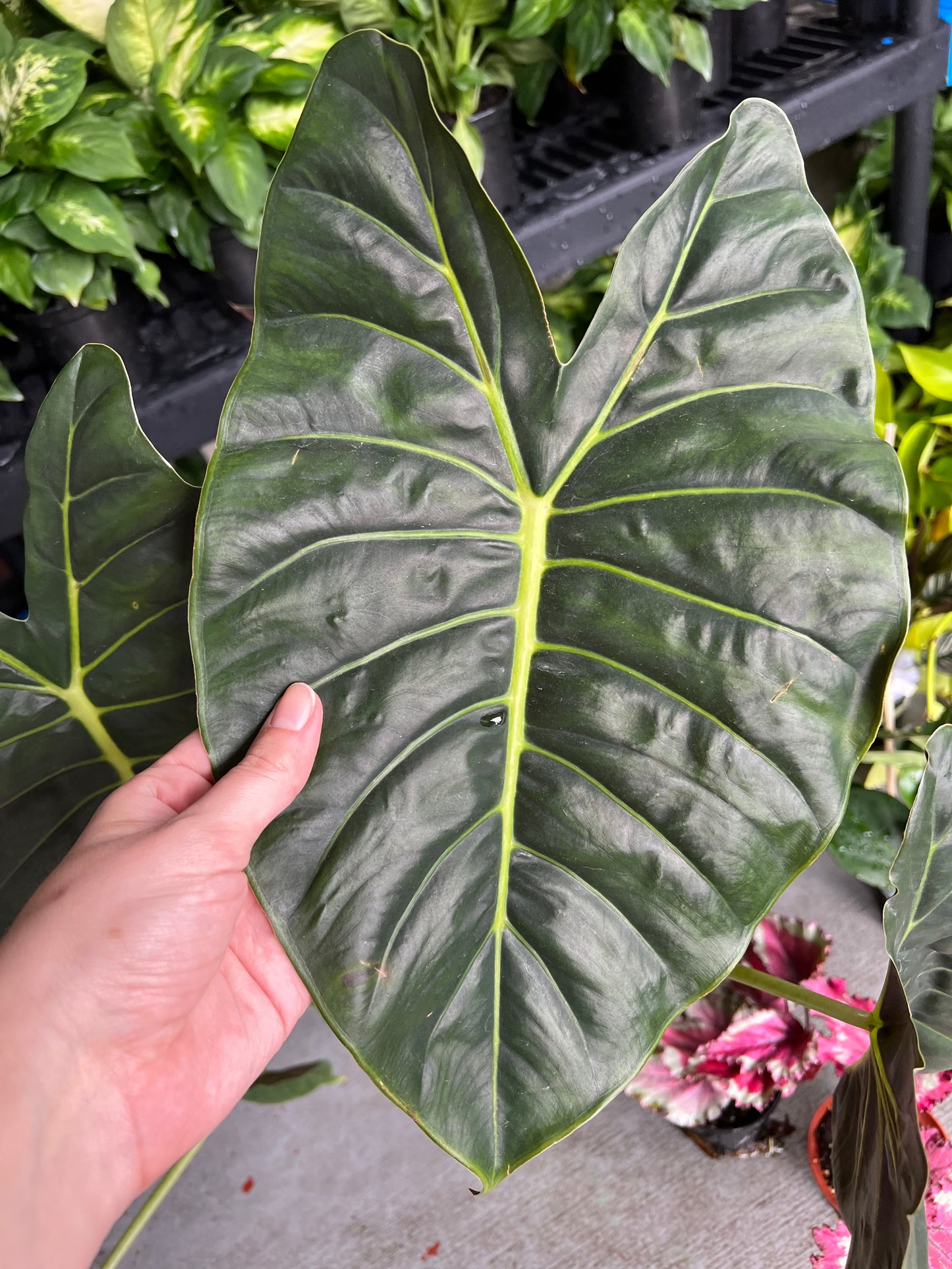 6” Alocasia Golden Bone