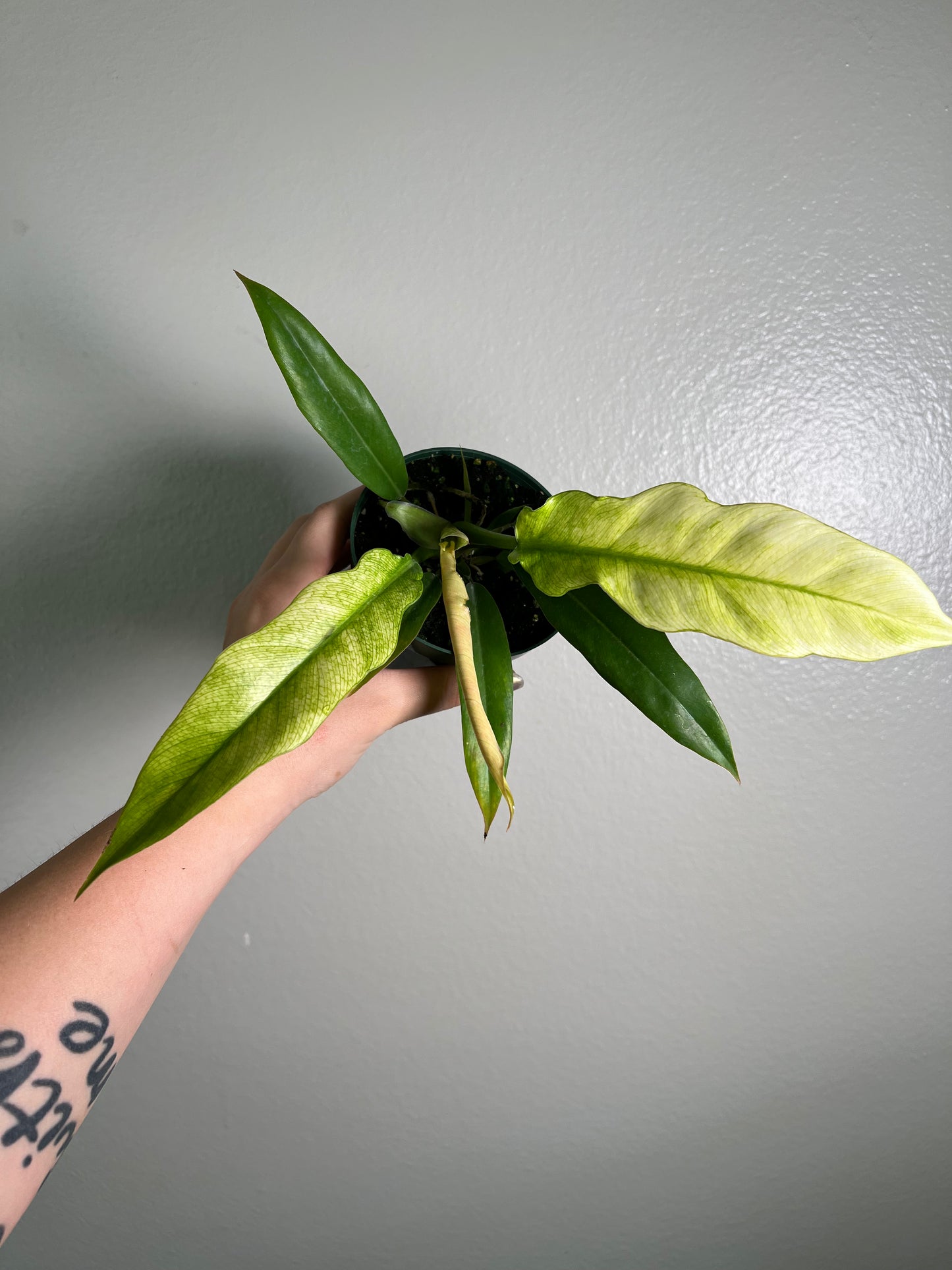 4” Philodendron Jungle Boogie