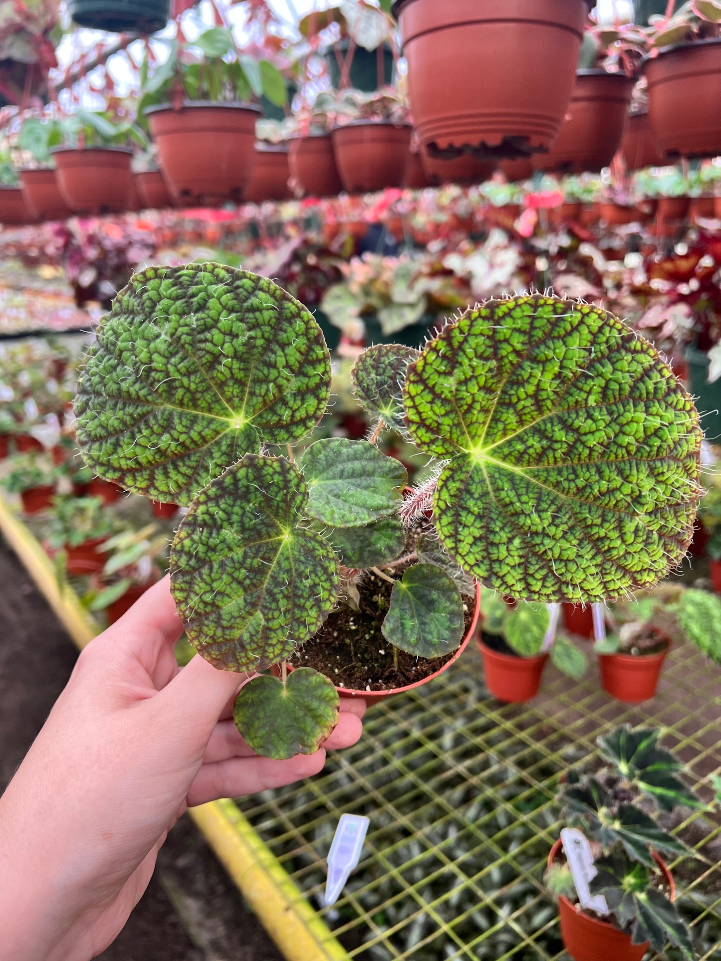 4” Begonia ‘Longiciliata Sizemoreae’