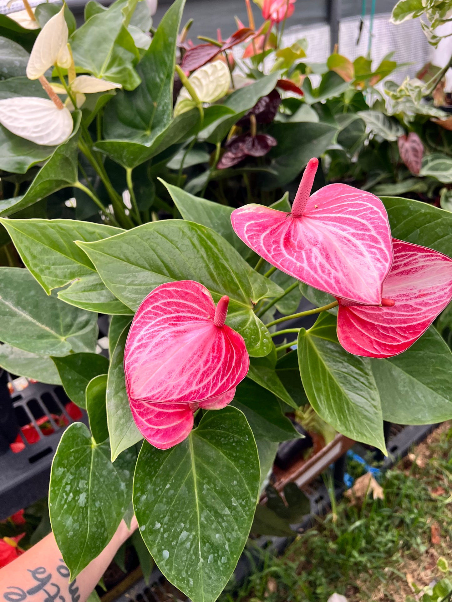 6” Anthurium ‘Livium’