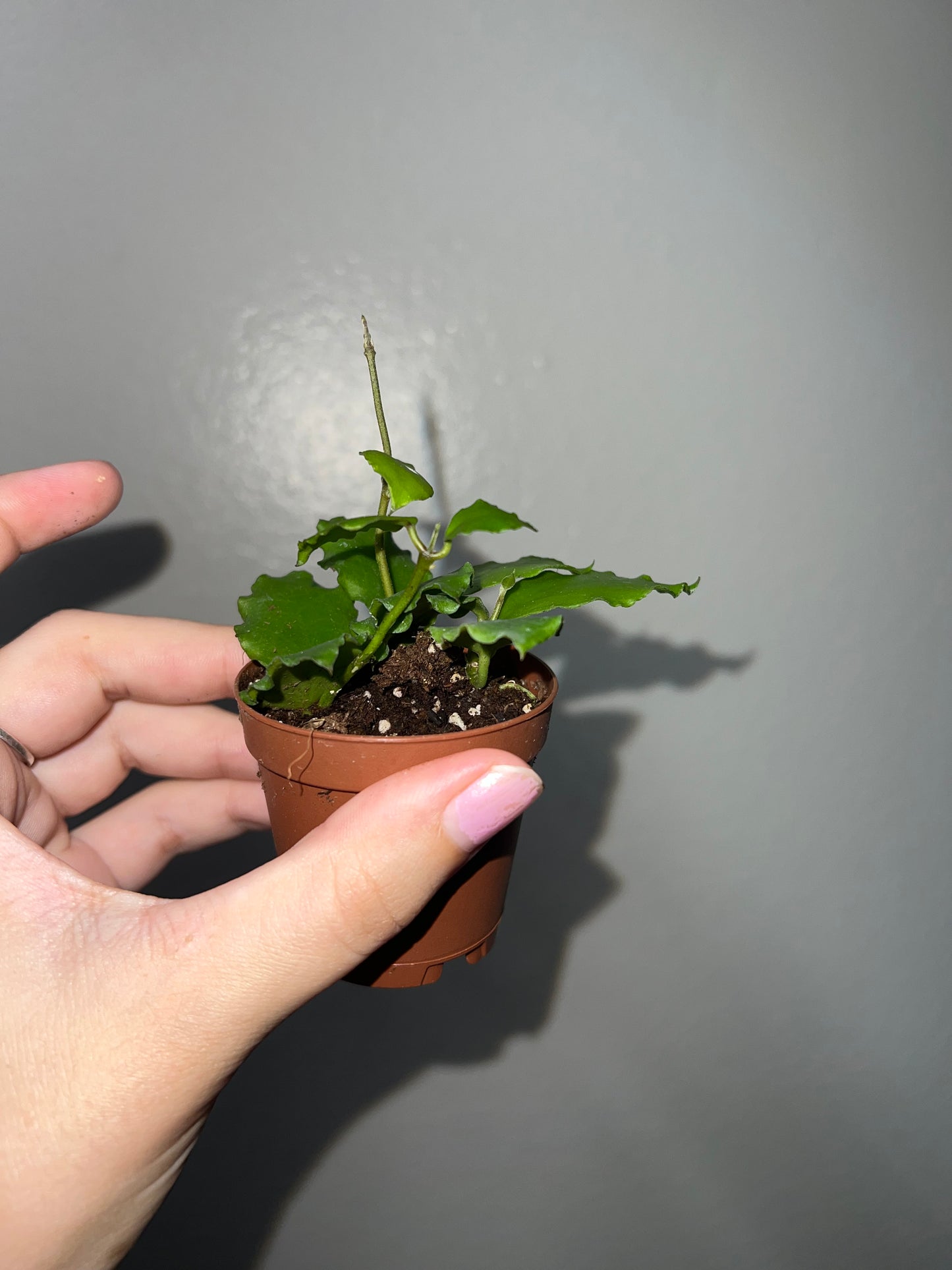 2” Hoya Endaunsis