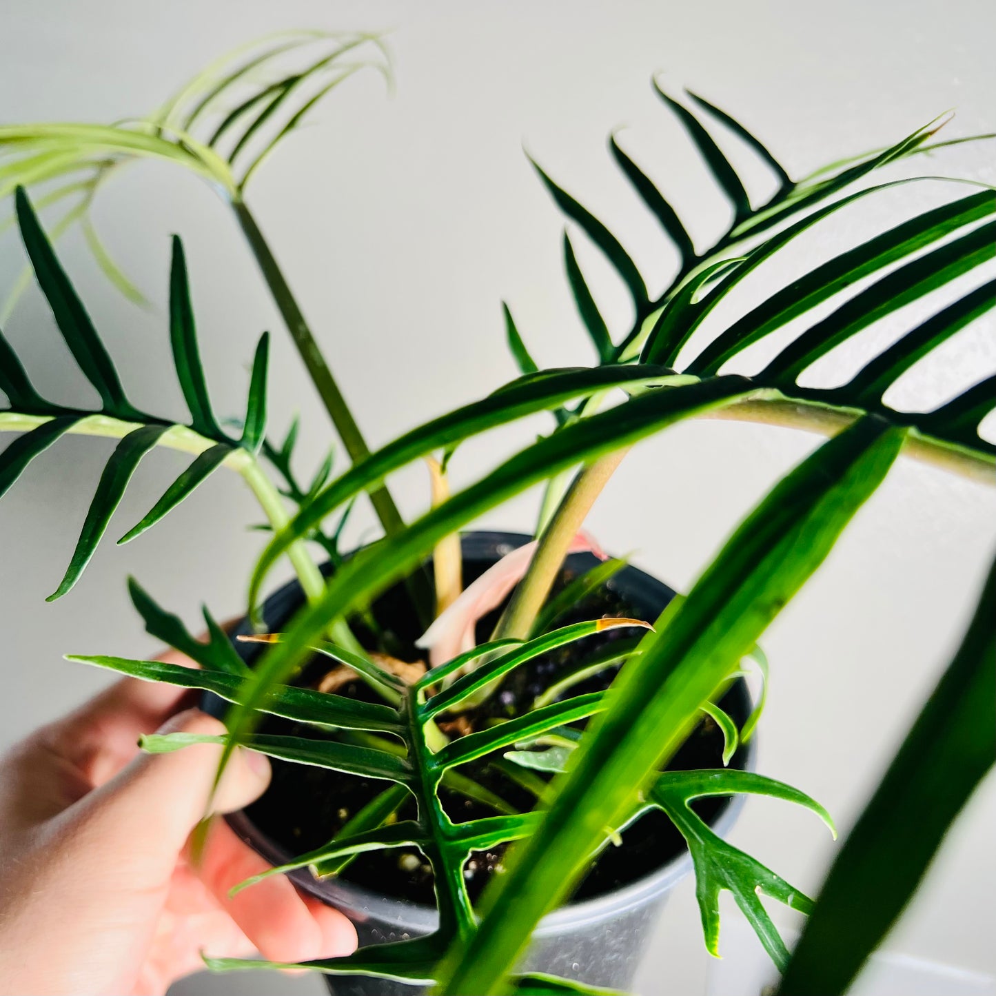 6” Philodendron Tortum