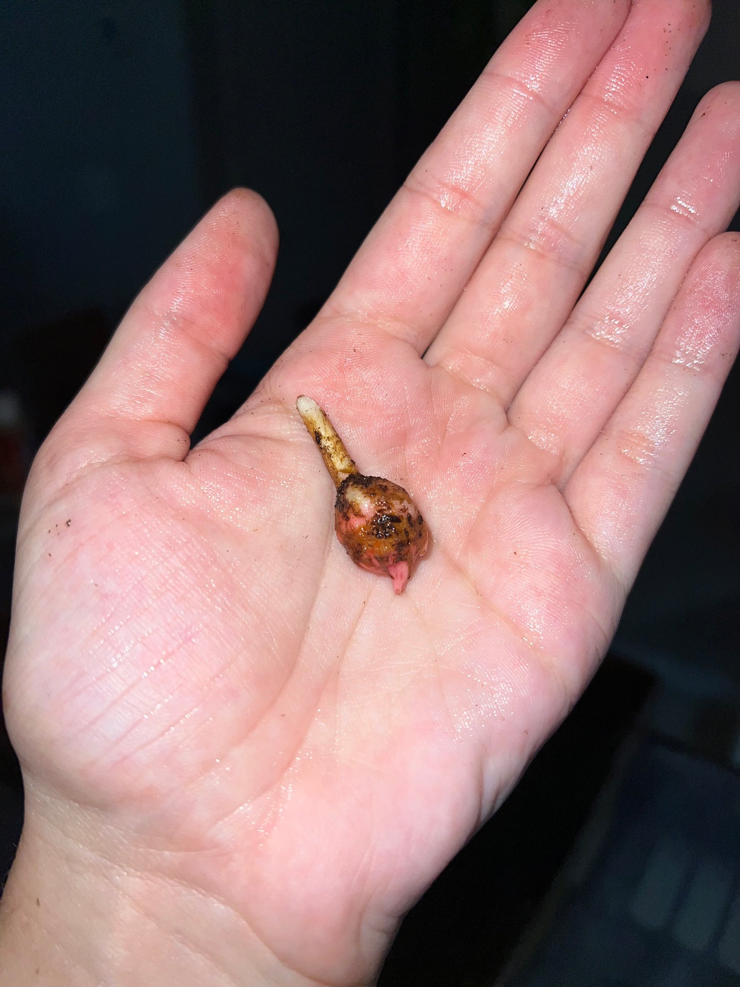 CORMS: Variegated Black Stem Alocasia