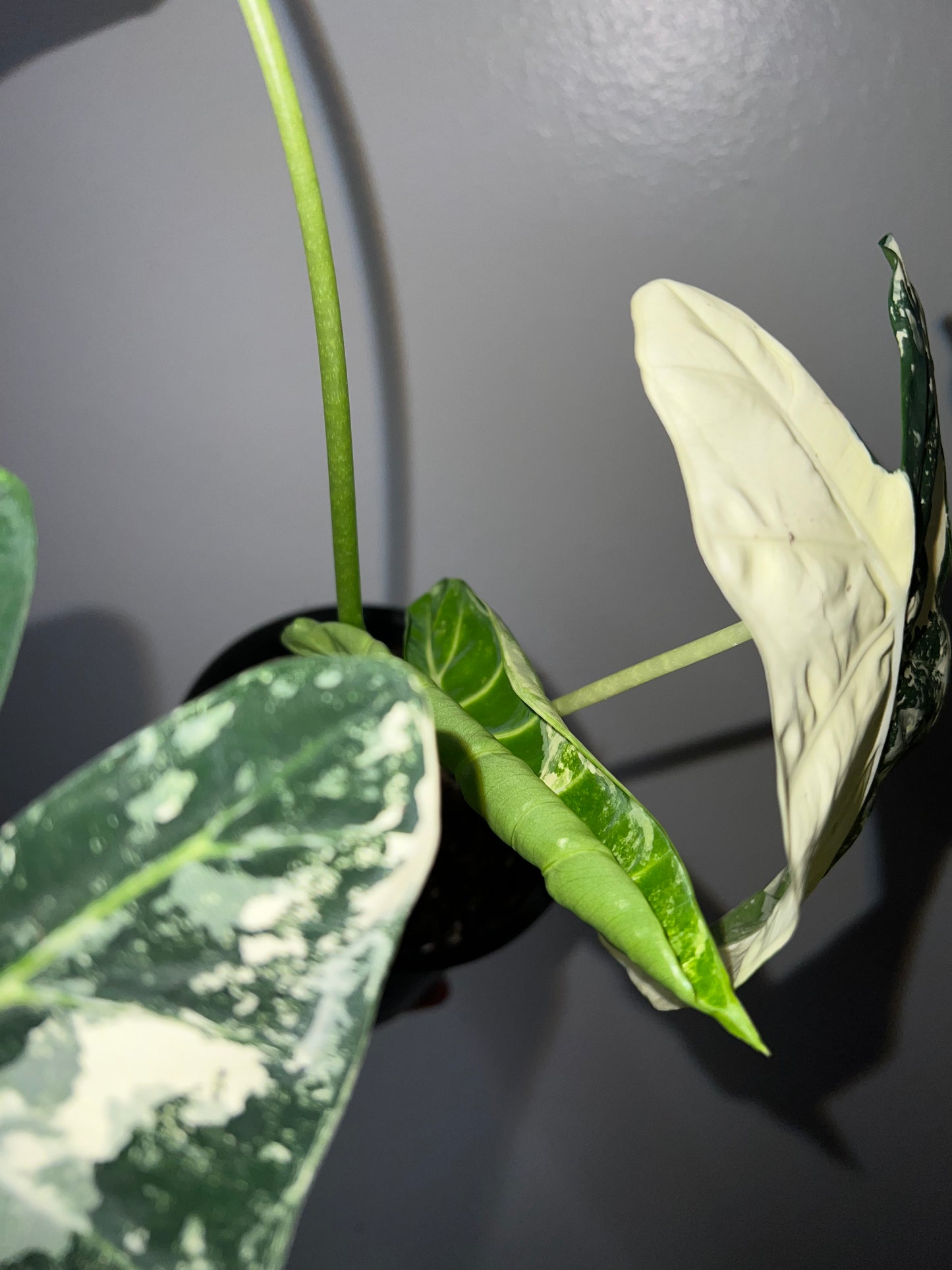 6” Variegated Alocasia Frydek