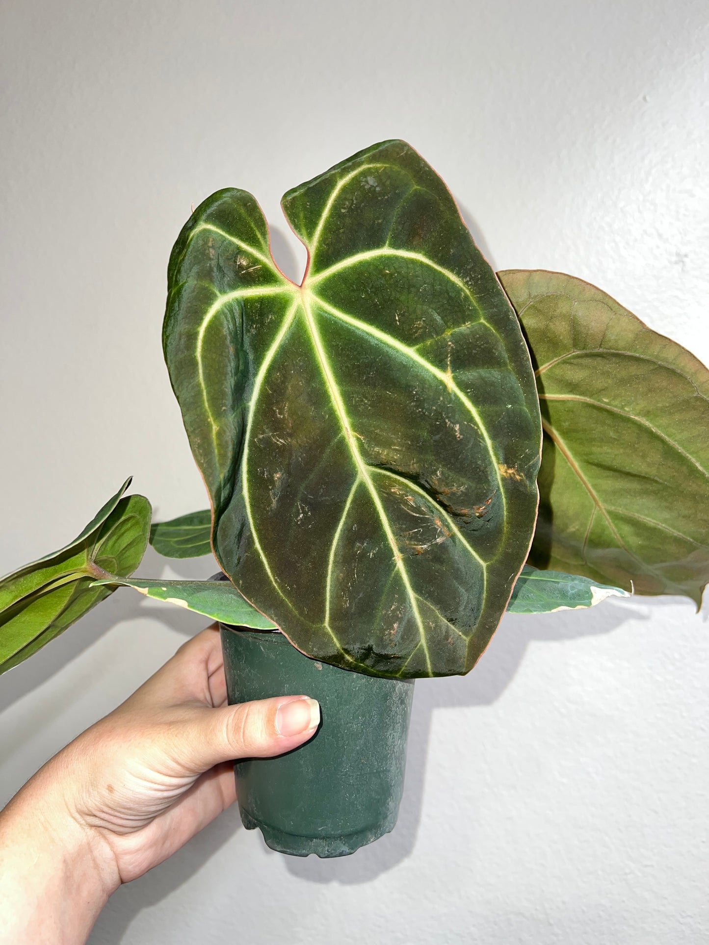 4” Anthurium Besseae X Besseae
