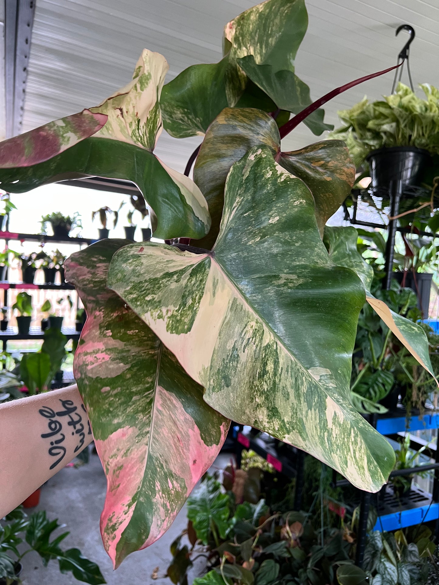 6” Philodendron Strawberry Shake