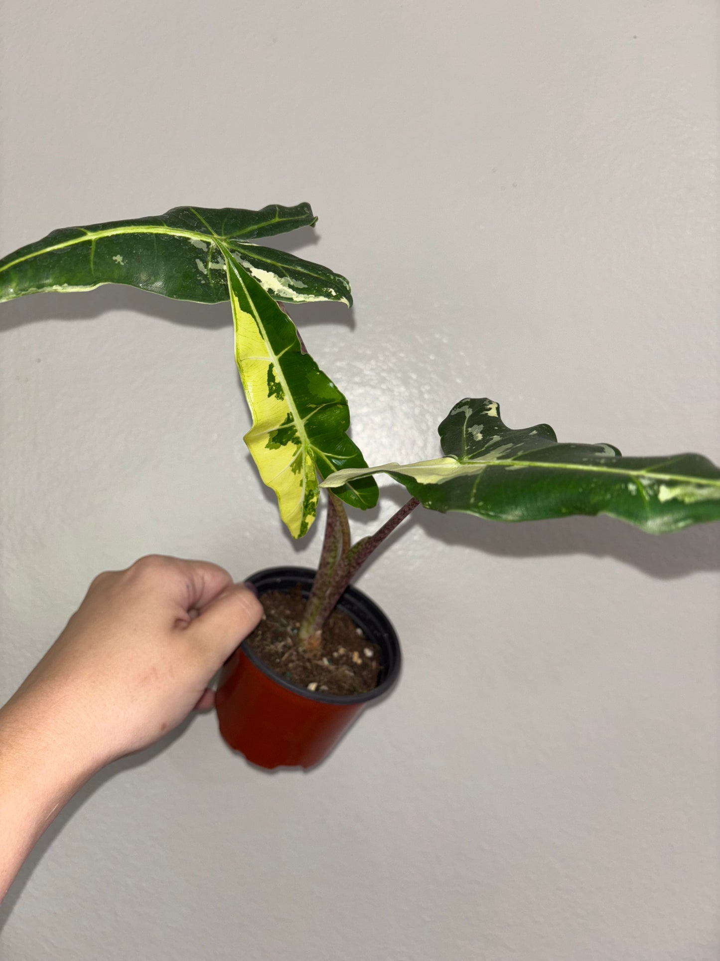 4” Alocasia Sarian Albo