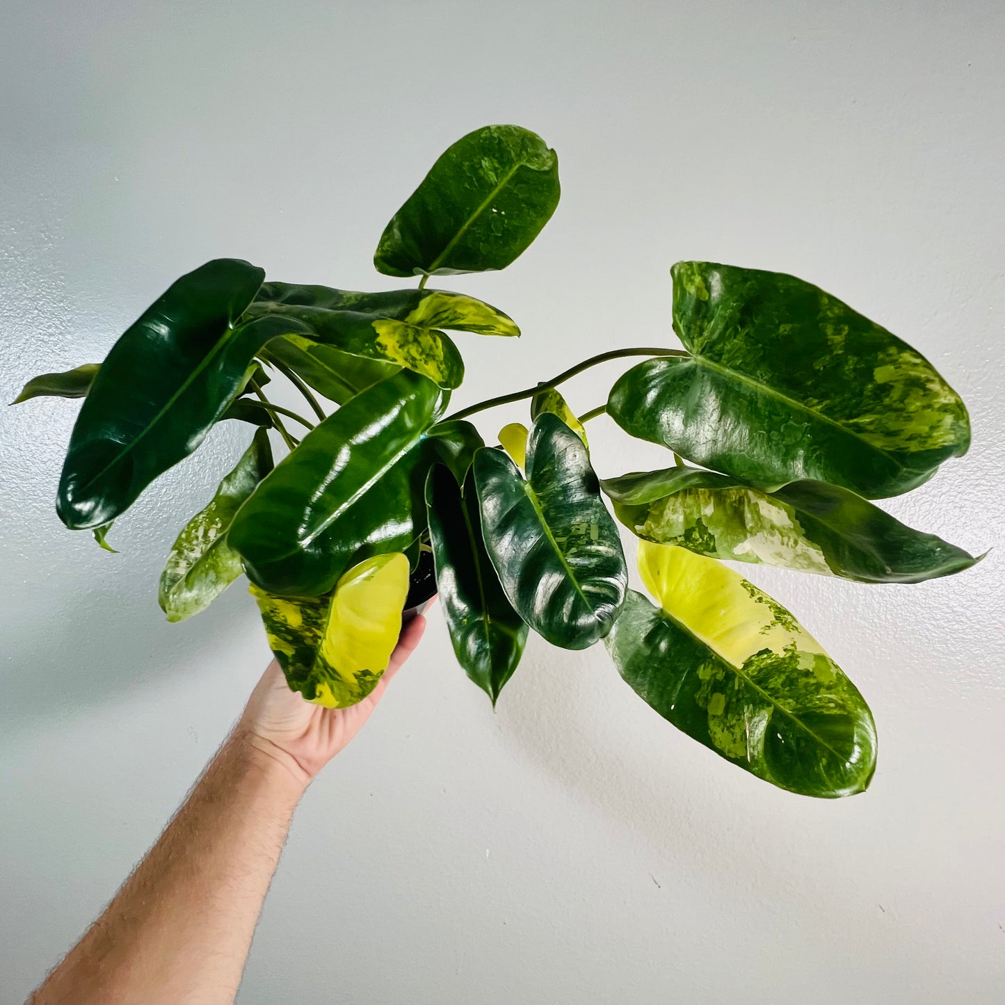 4” Philodendron Burle Marx Albo