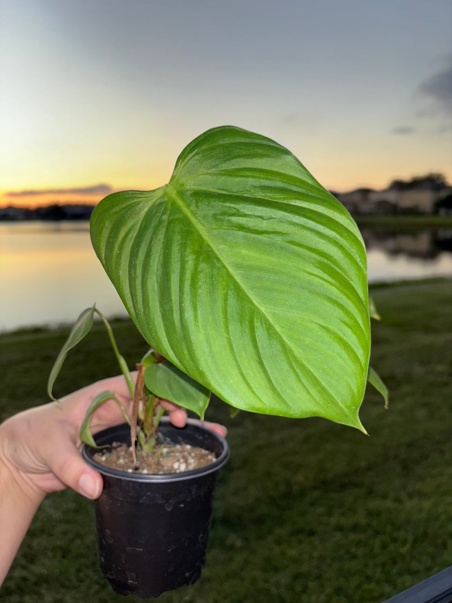 4” Philodendron Fuzzy Petiole
