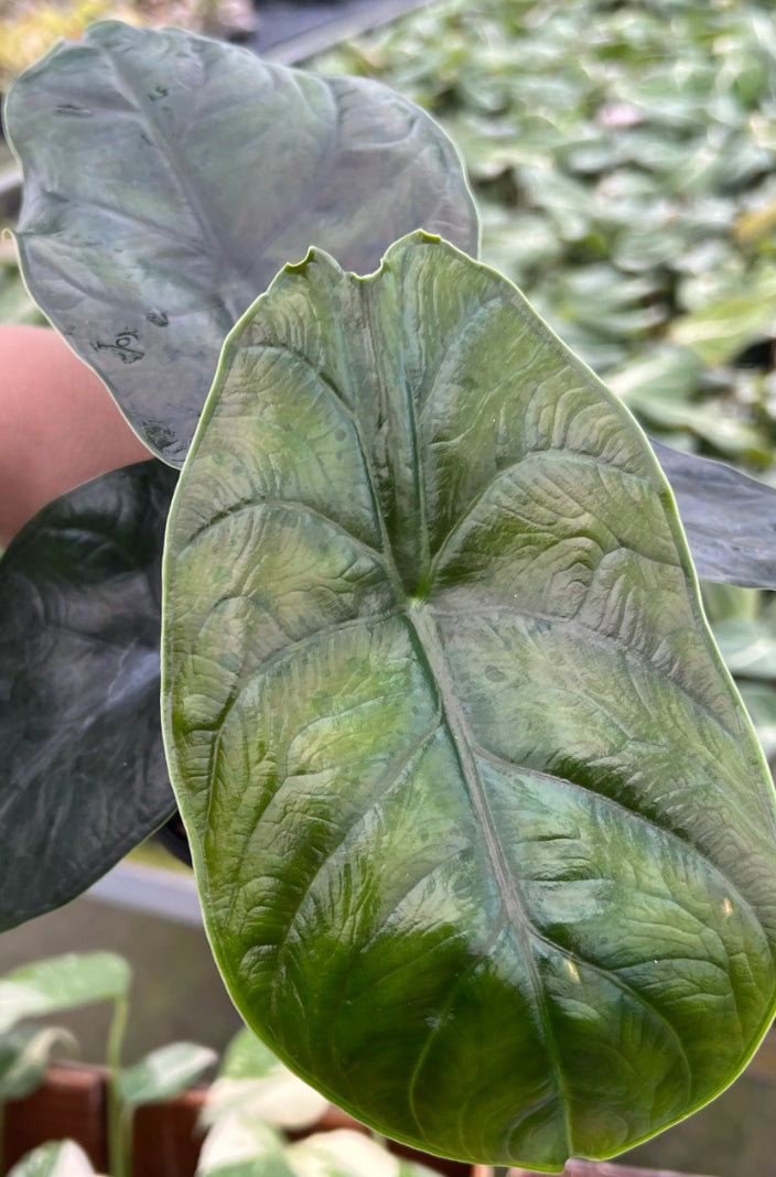 CORMS: Alocasia Green Unicorn