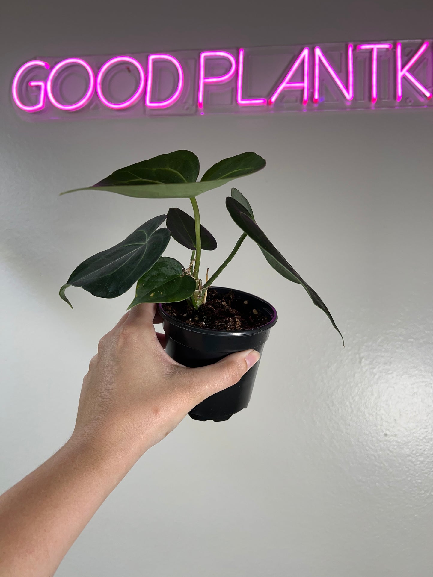 4” Anthurium Clarinervium