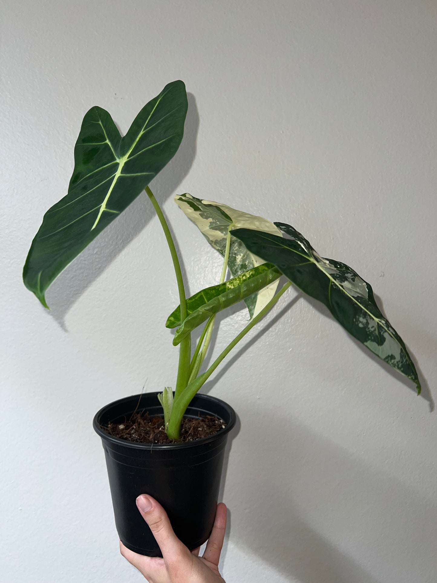 6” Variegated Alocasia Frydek