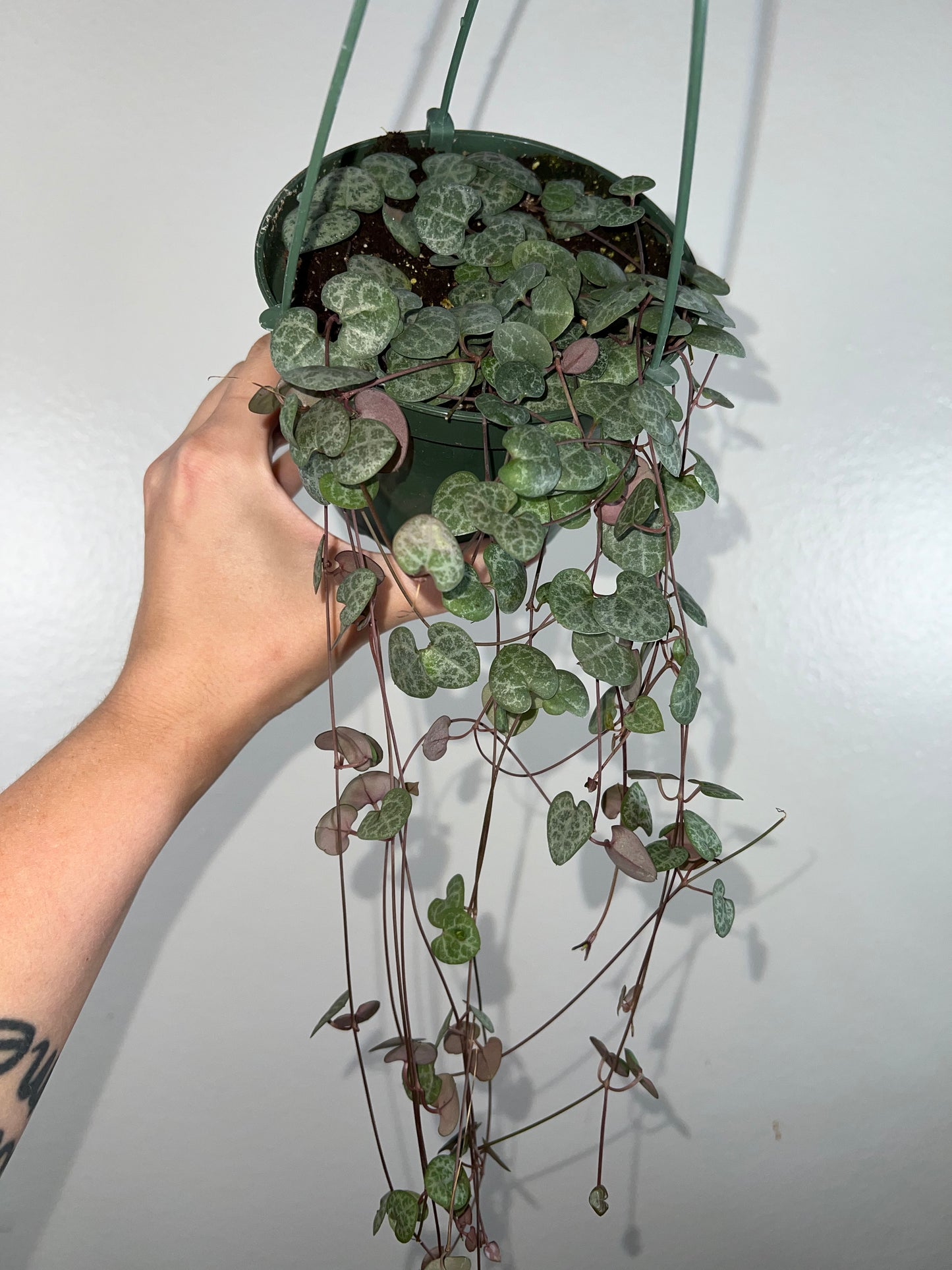 6” String of Hearts Hanging Basket