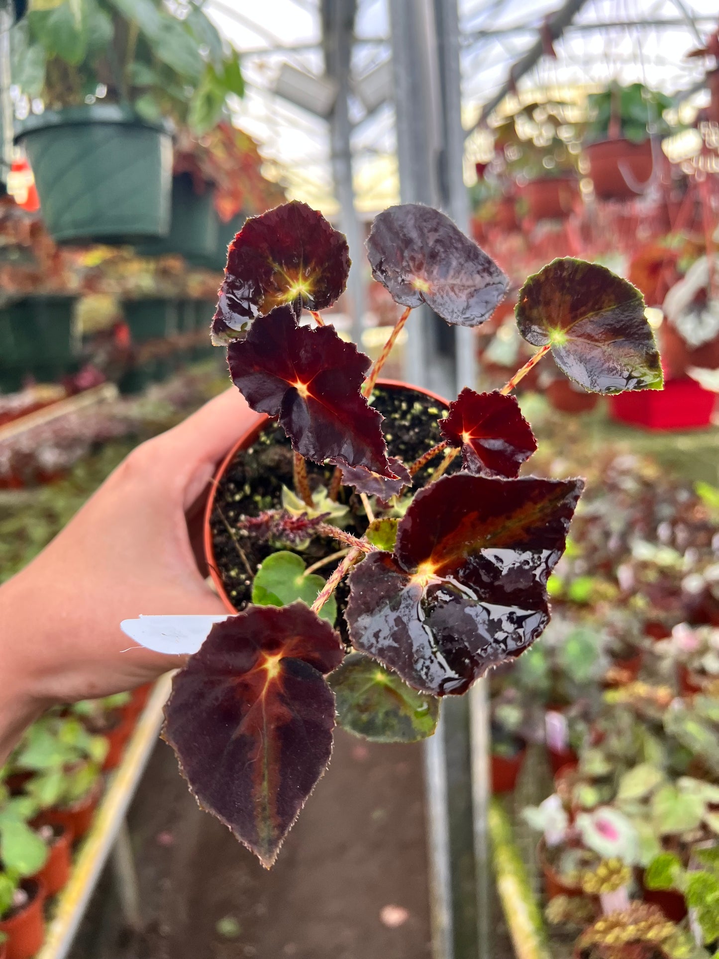 4” Begonia ‘Noir’