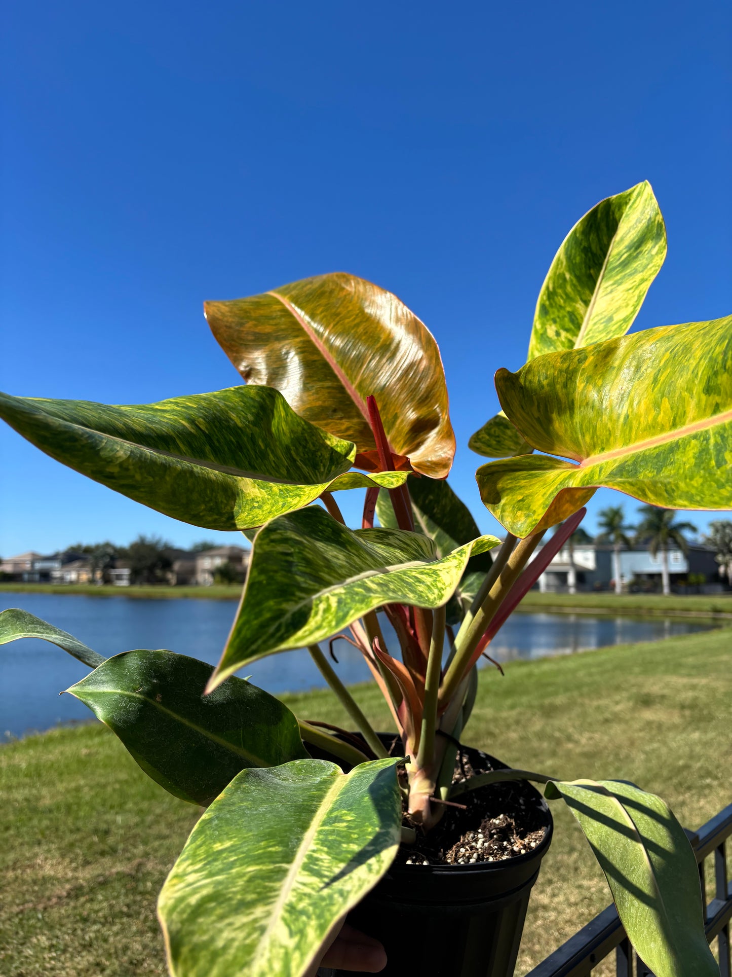 8” Philodendron Orange Marmalade