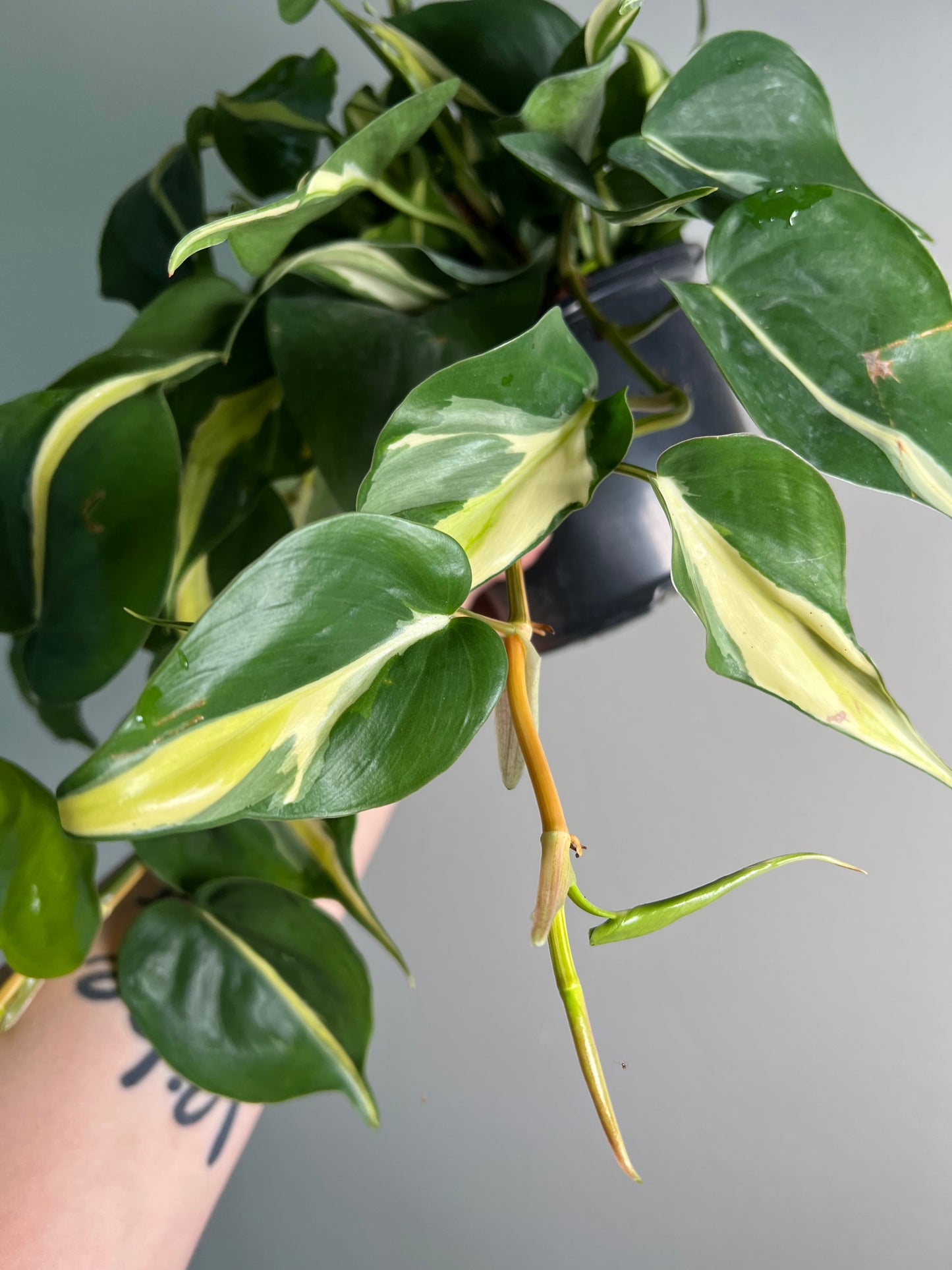 6” Philodendron Cream Splash
