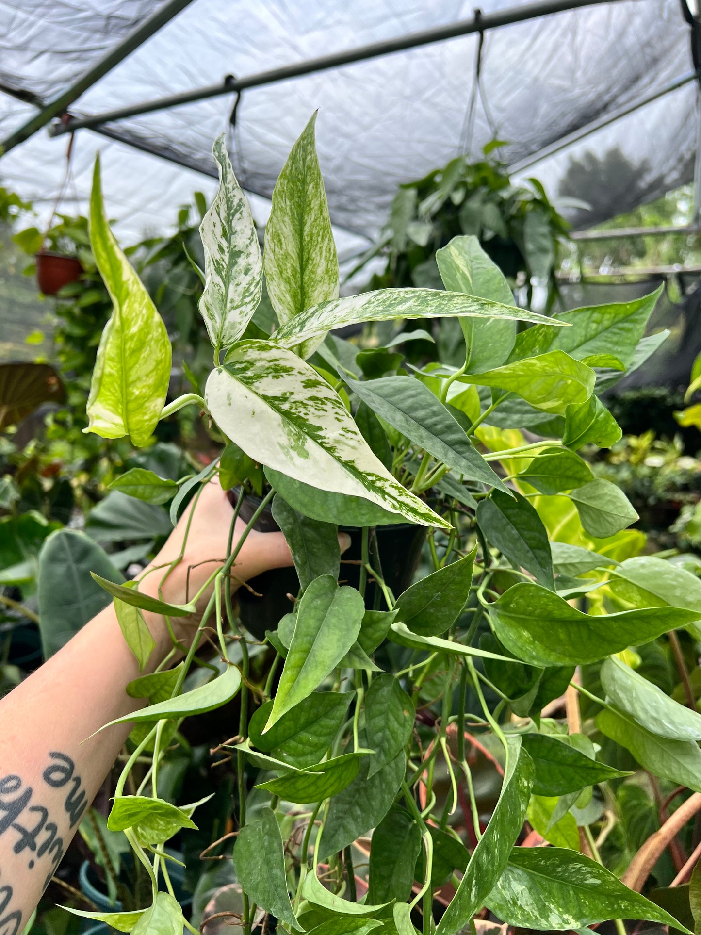 6" Epipremnum Cebu Blue Ghost