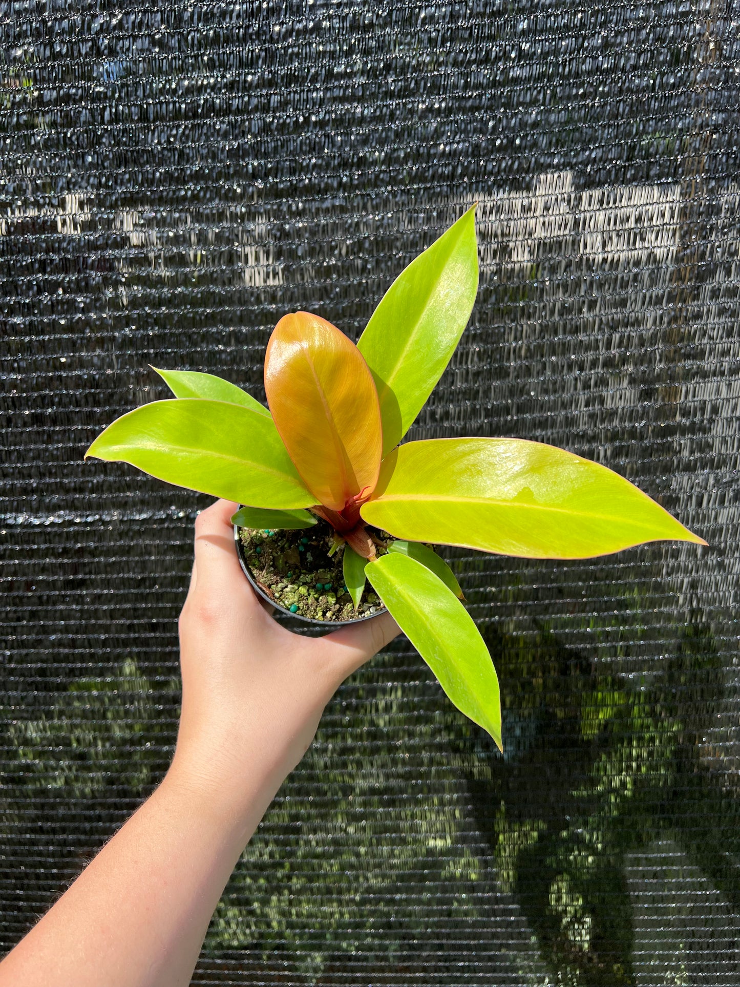 4” Philodendron Prince of Orange
