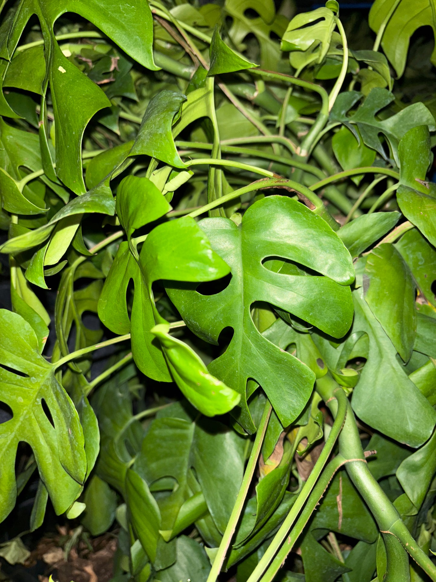 CUTTING: Rhapidophora Tetrasperma (Mini Monstera)