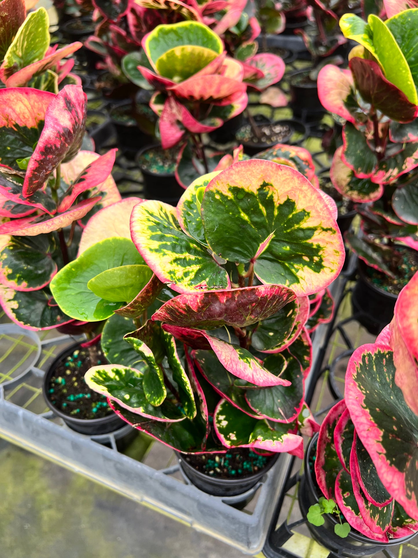 4” Croton Rose