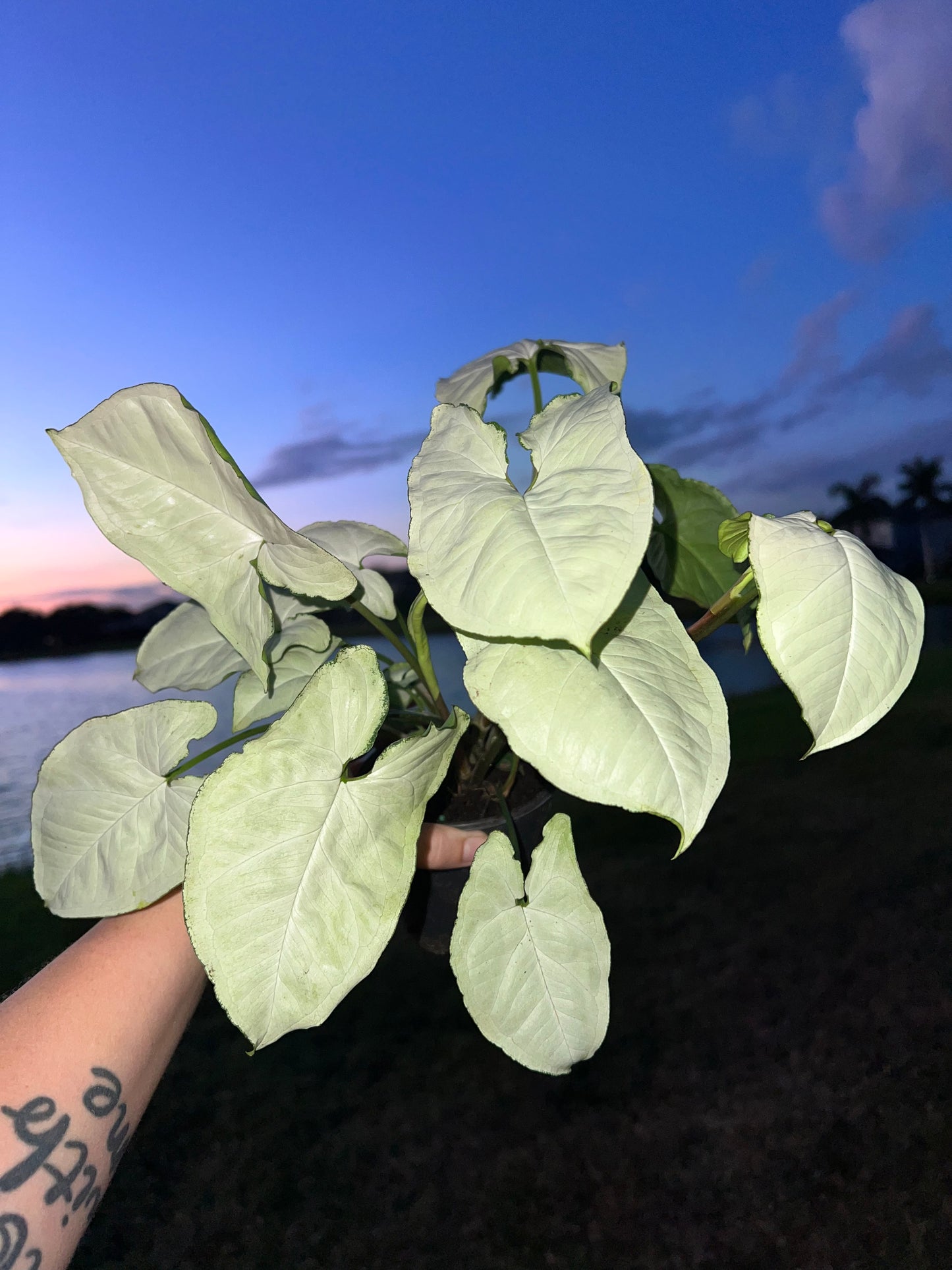 4” Syngonium Marble