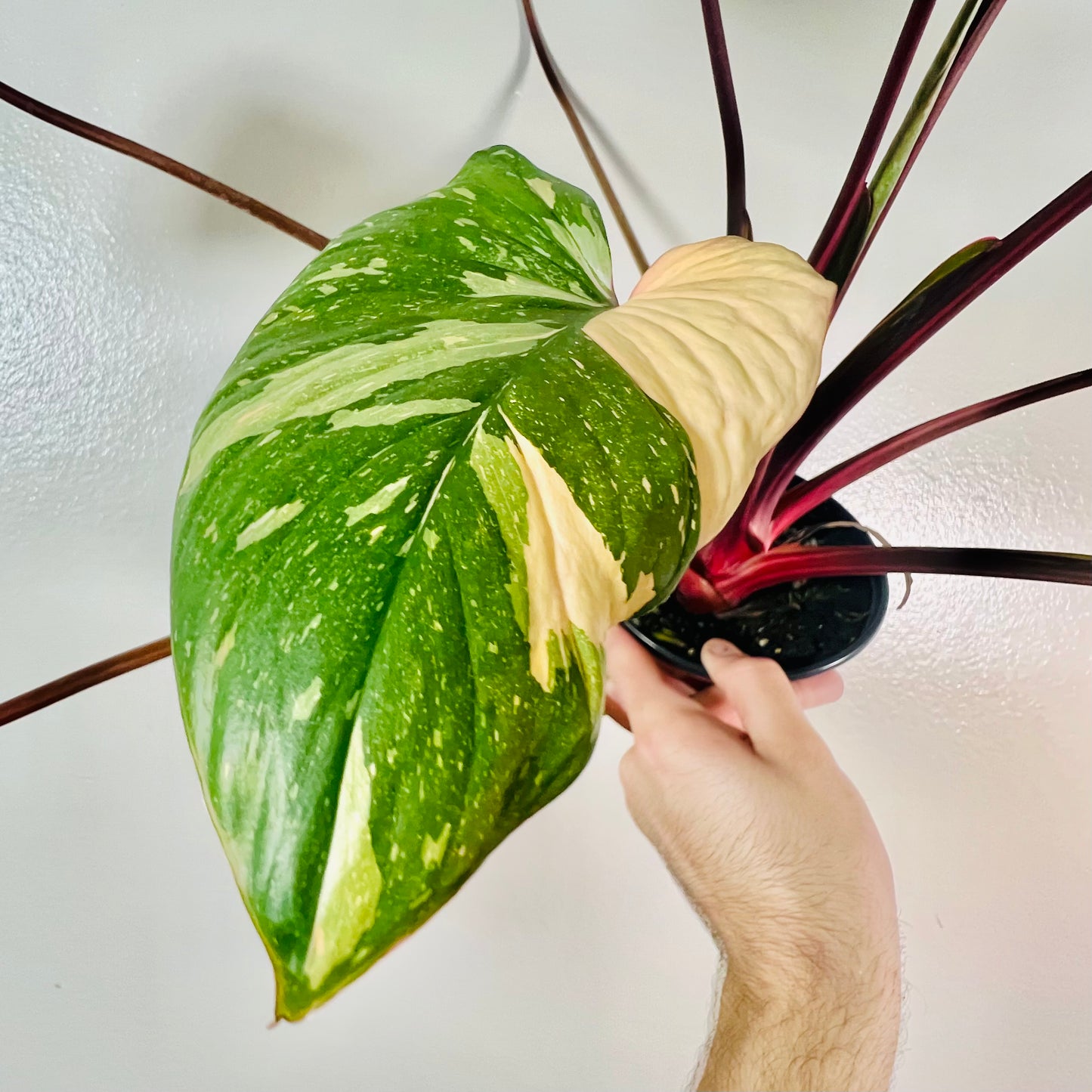 6” Homalomena Rubescens Star Dust