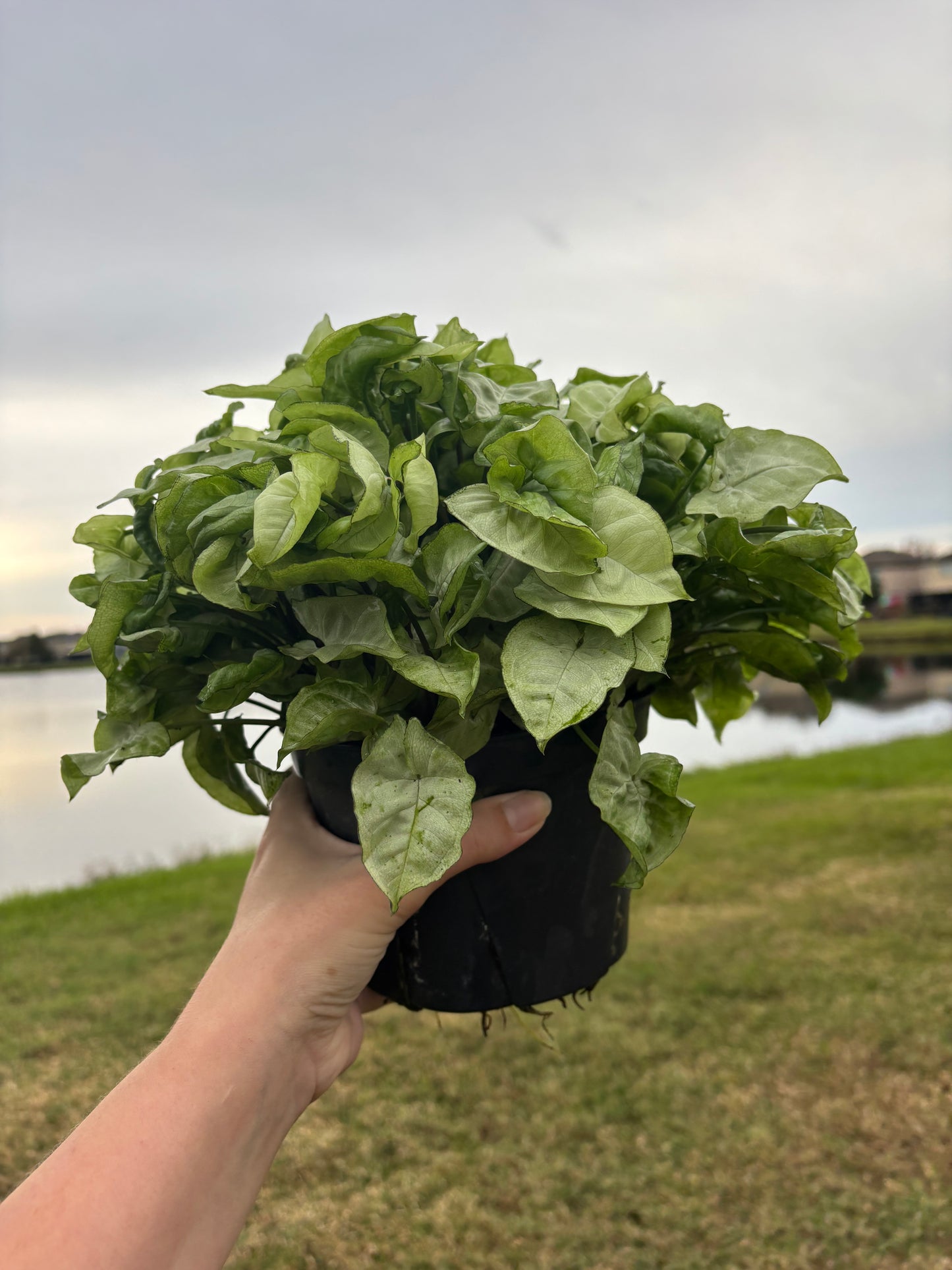 6” Syngonium Snow Country