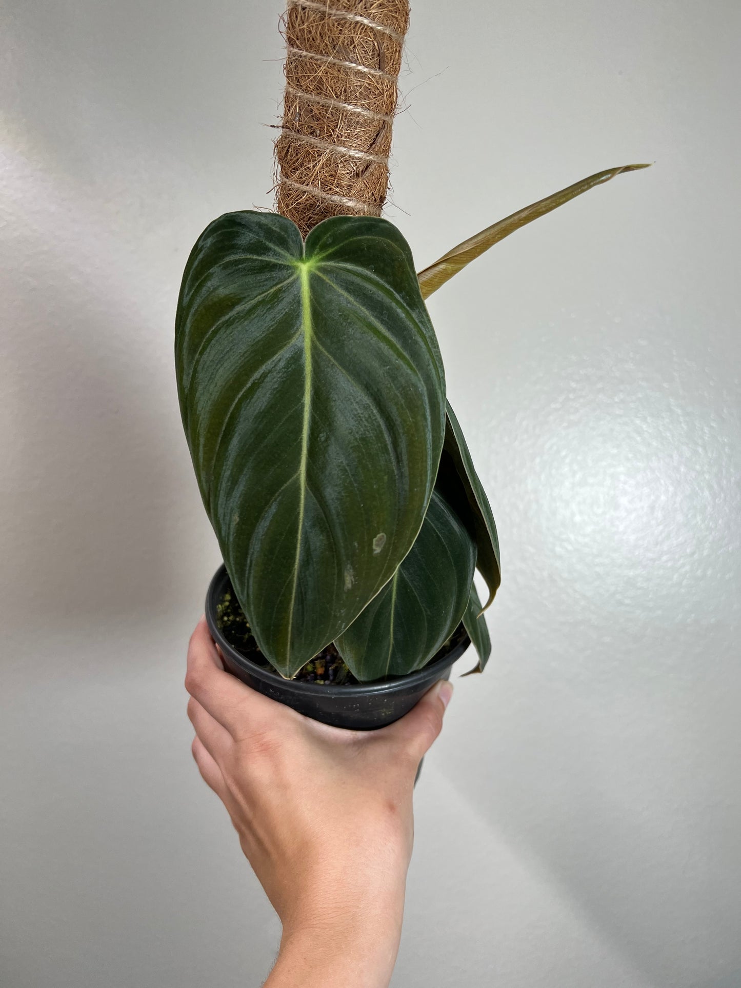 6” Philodendron Melanochrysum Pole