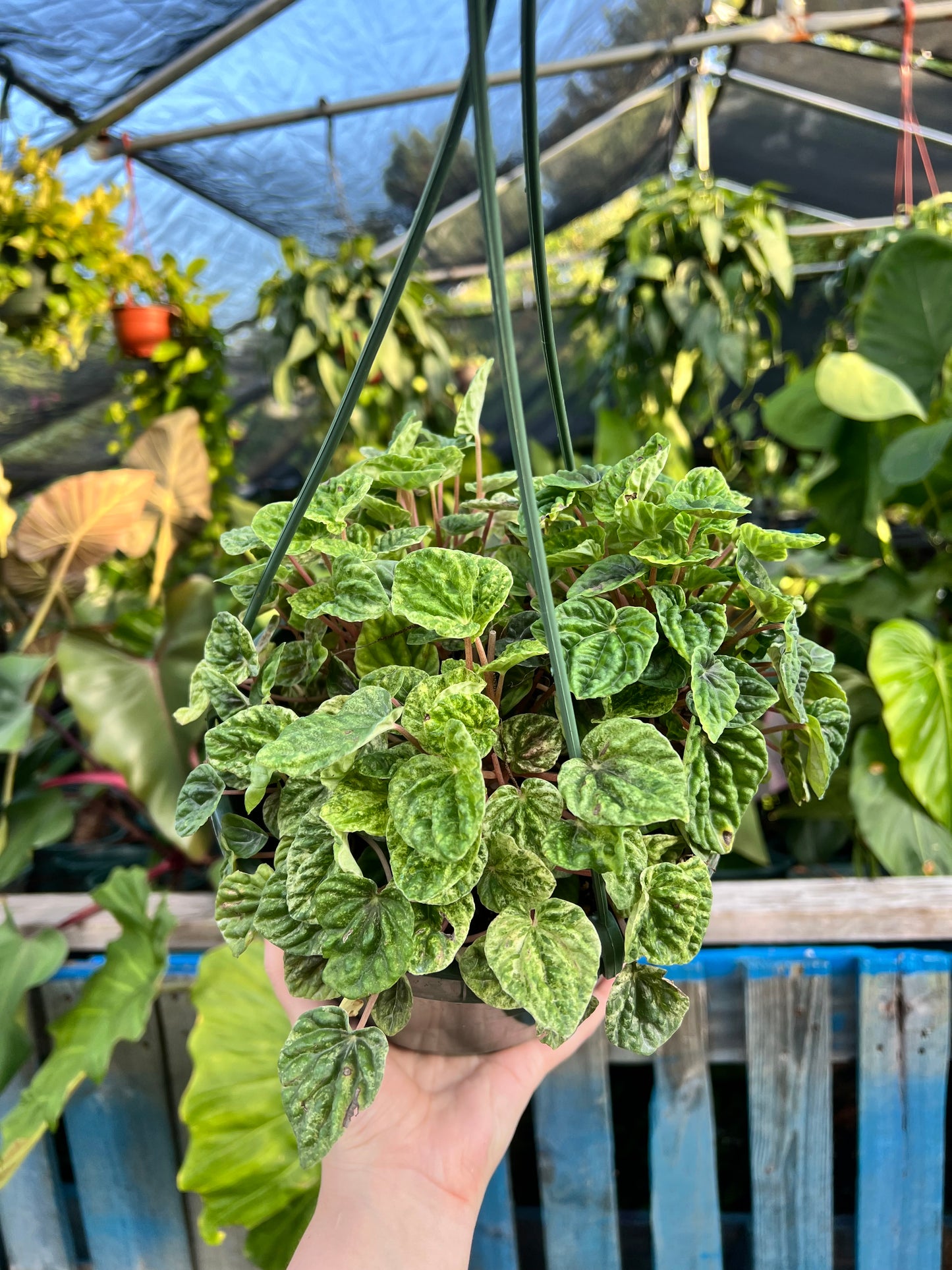 8” Peperomia Freckles