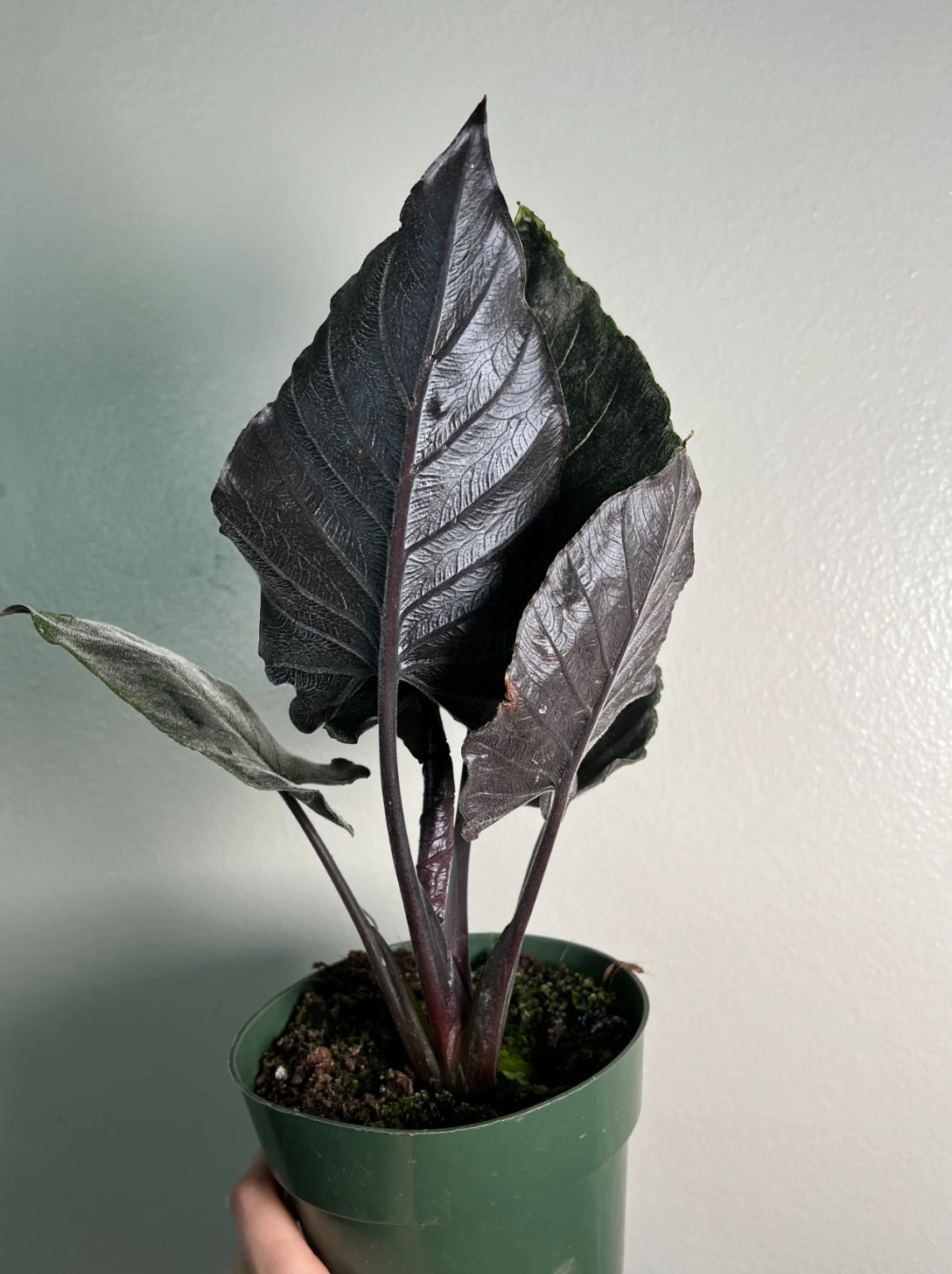 CORMS: Alocasia Antoro Velvet