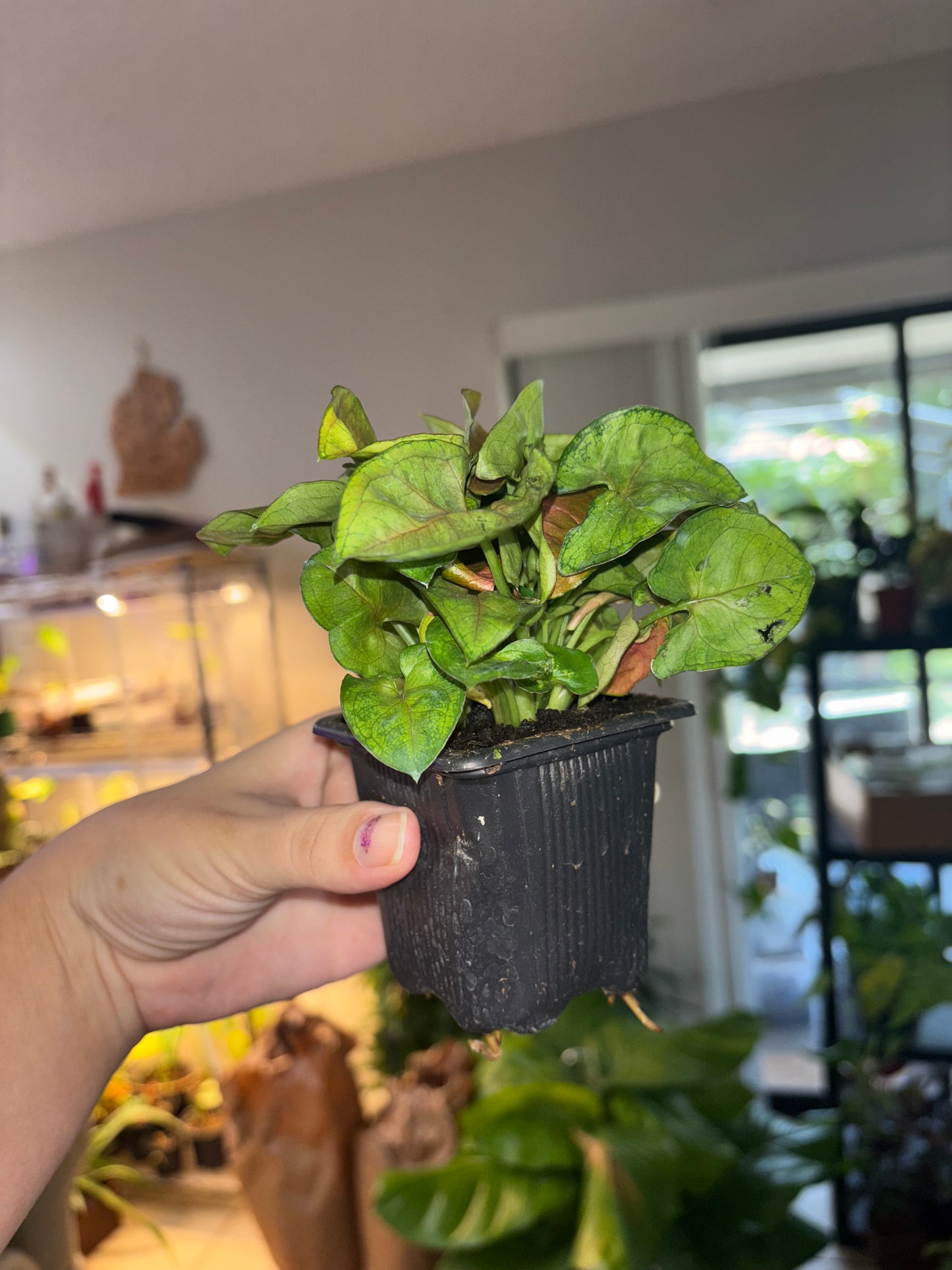 3” Syngonium Tiffany