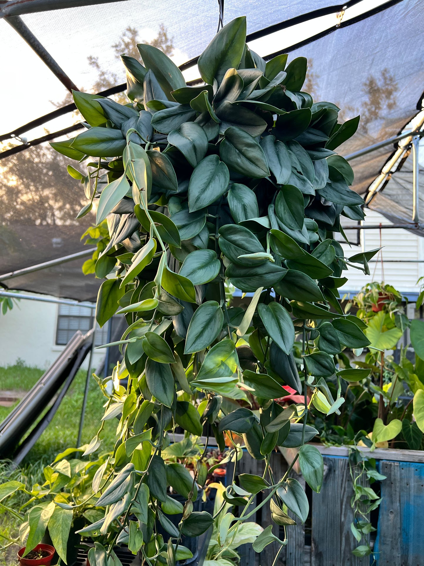 8” HUGE Scindapsus Treubii Moonlight