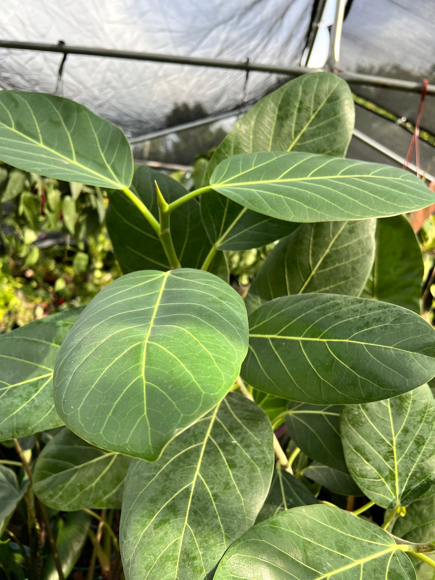 8” Ficus Audrey