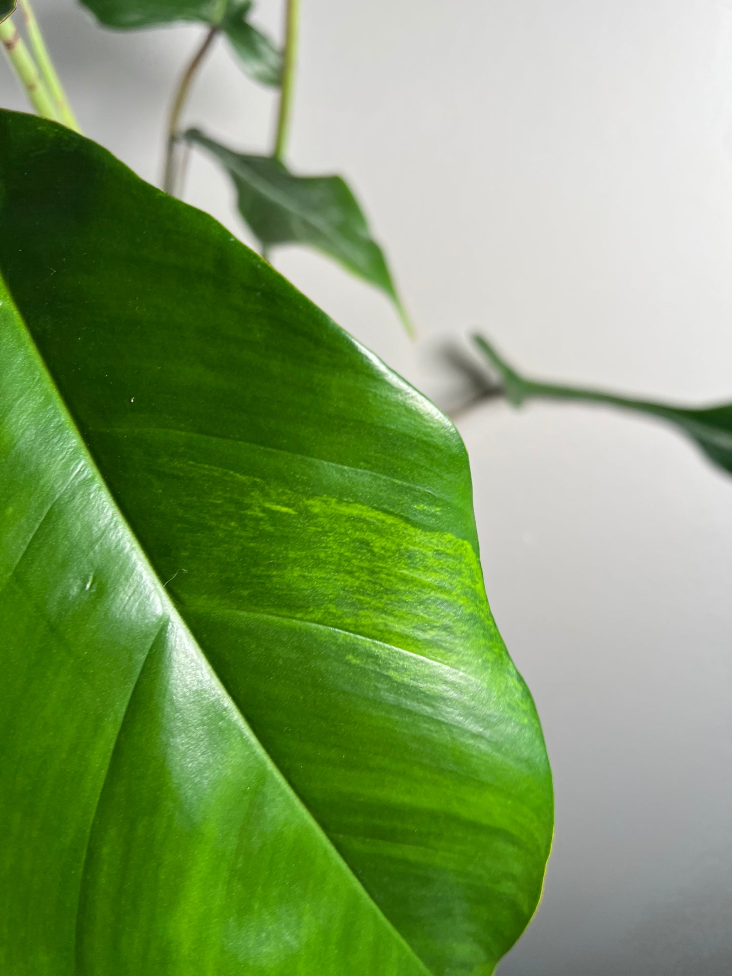 6” Philodendron Joepii