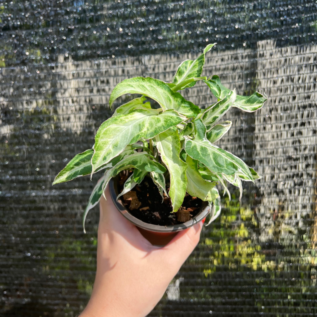 4” Syngonium Starlite