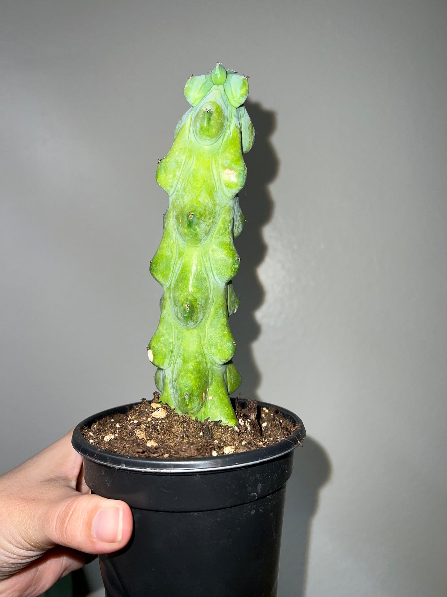 4" Boobie Cactus