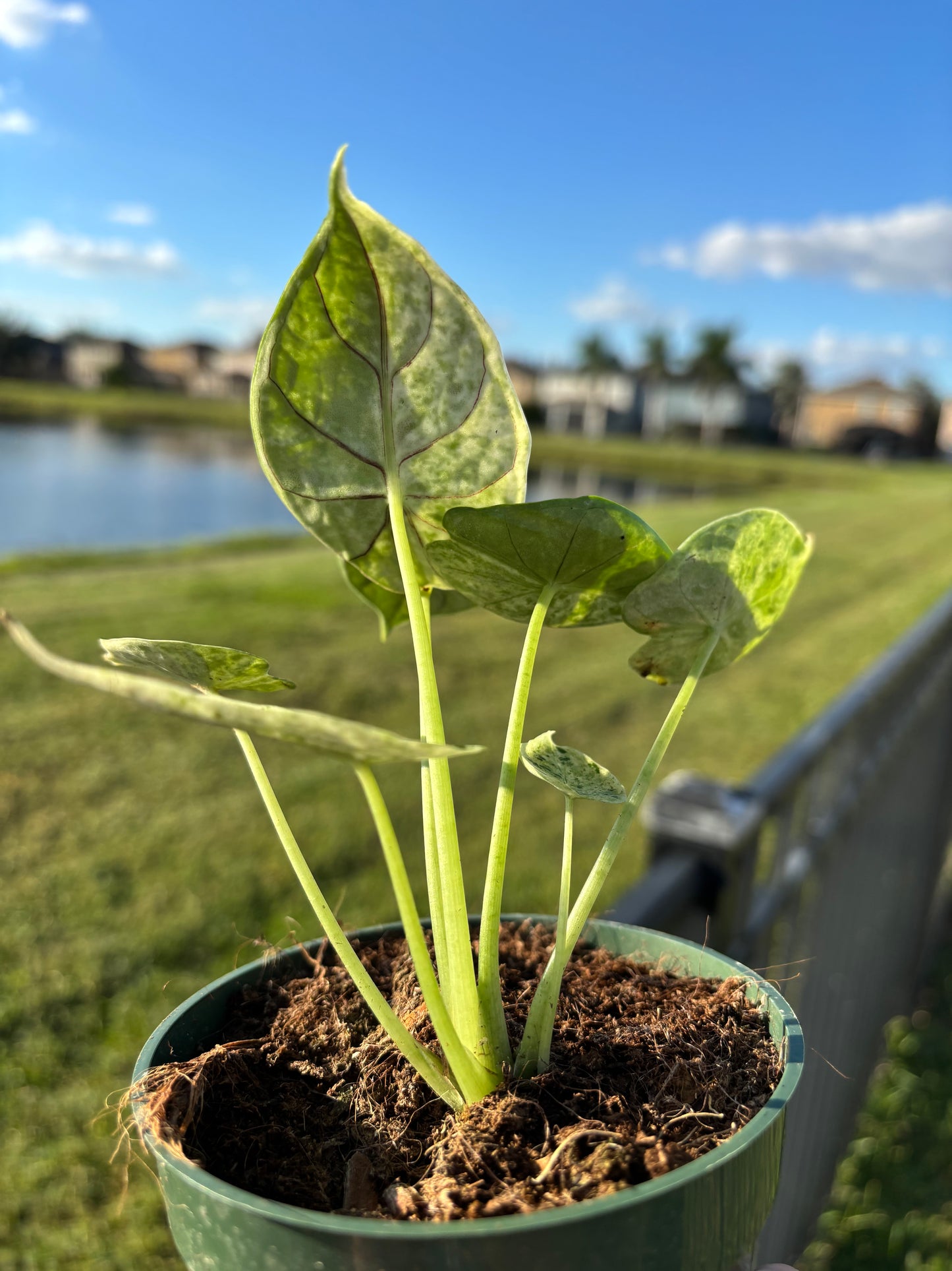 4” Alocasia Dragon Scale Mint