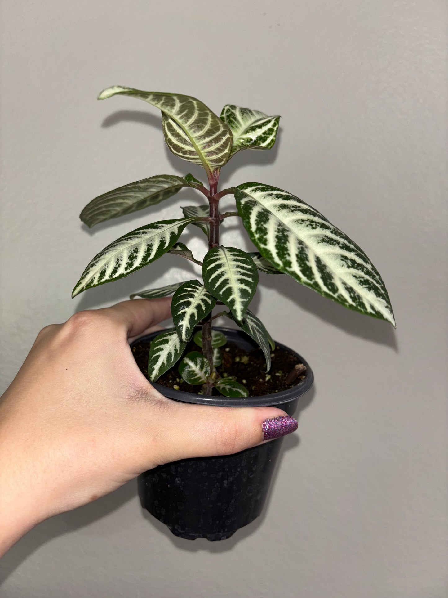 4” Zebra Plant