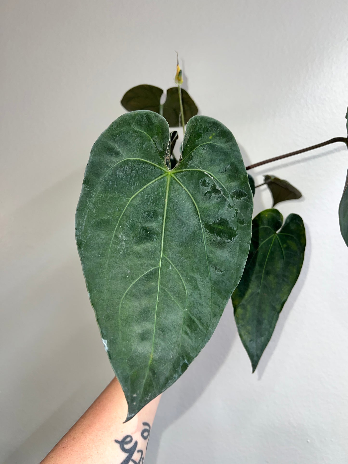 6” Anthurium Hot Chocolate