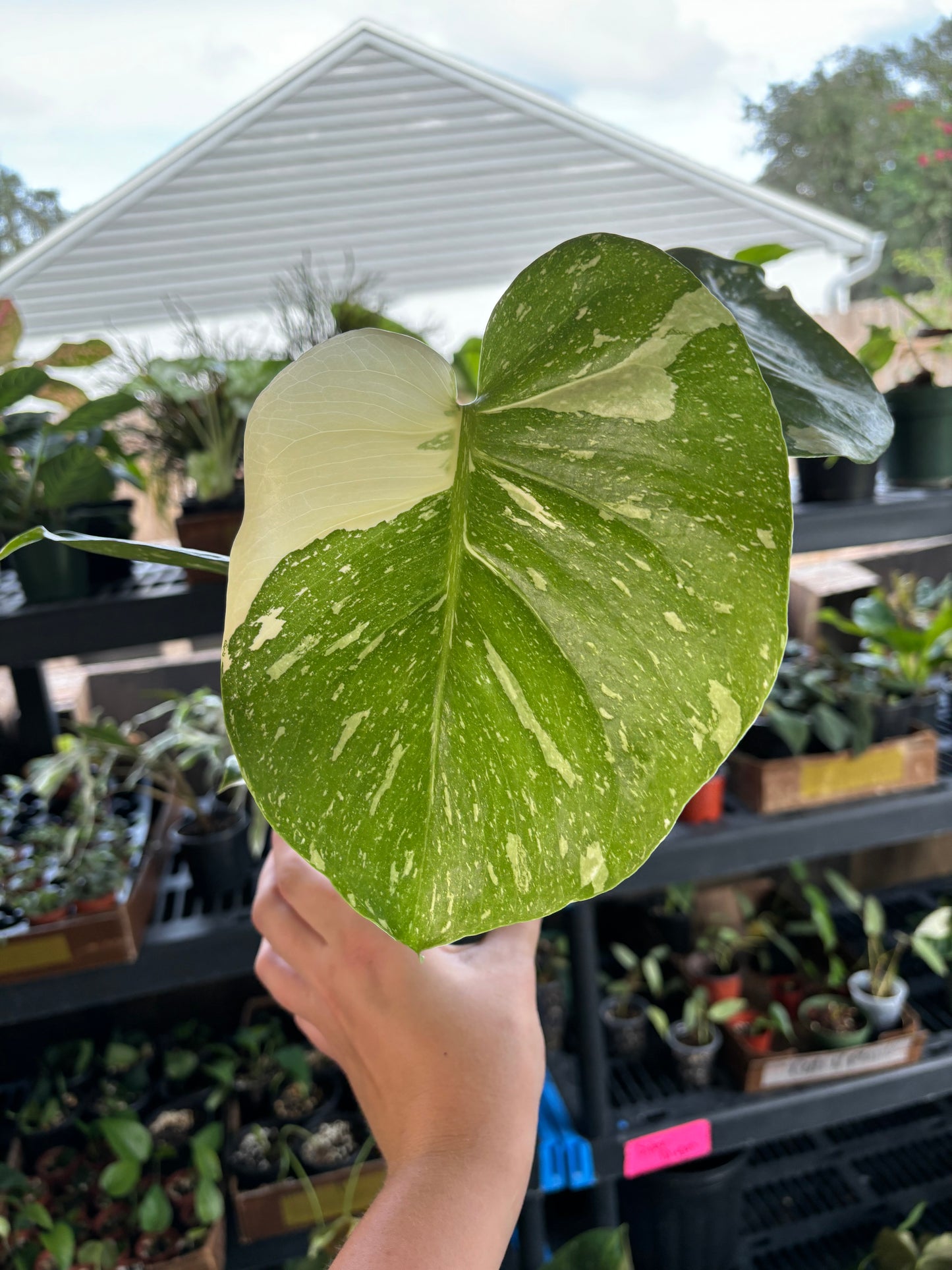 4" Monstera Thai Constellation