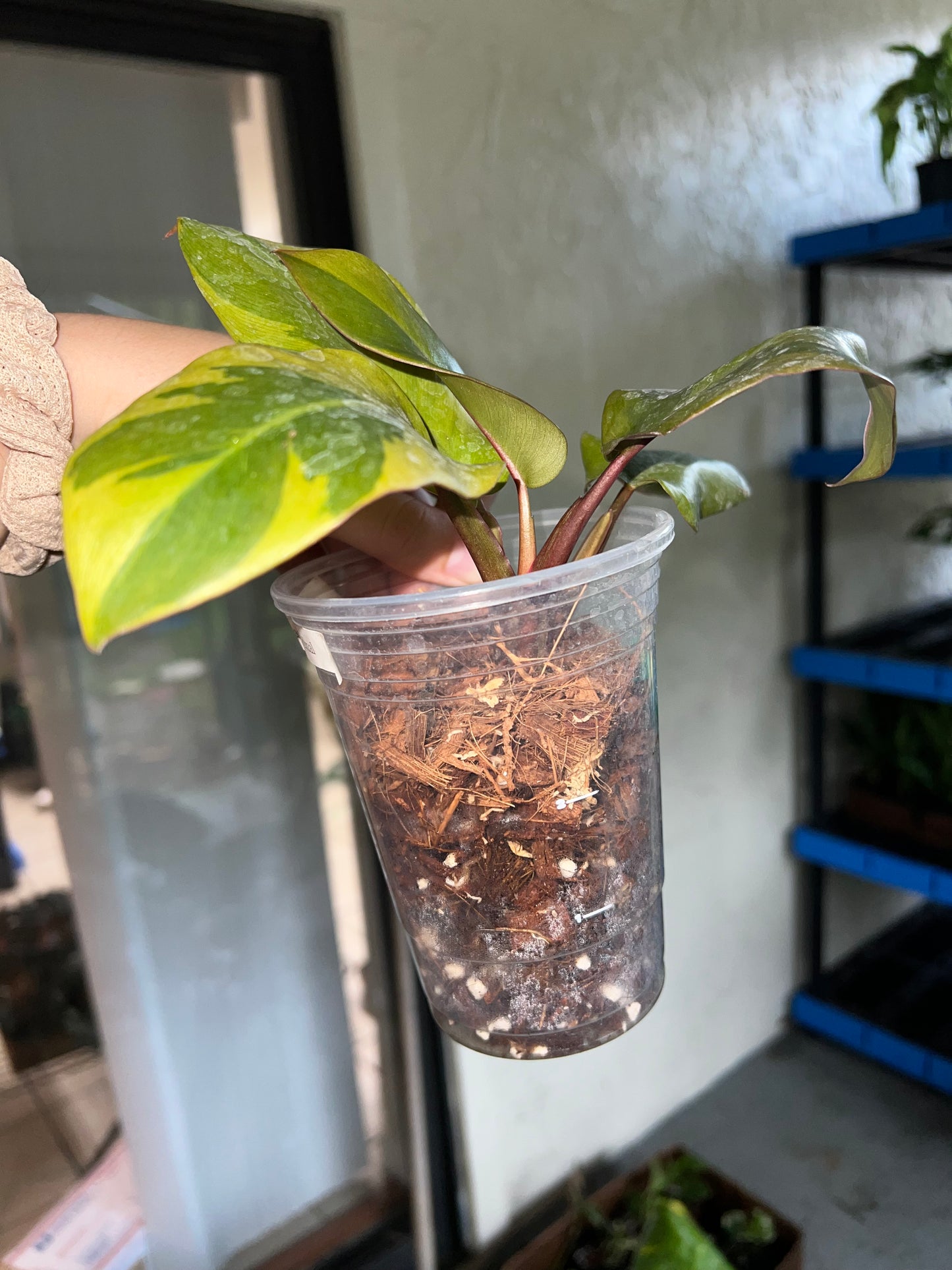 4” Variegated Philodendron Black Cardinal