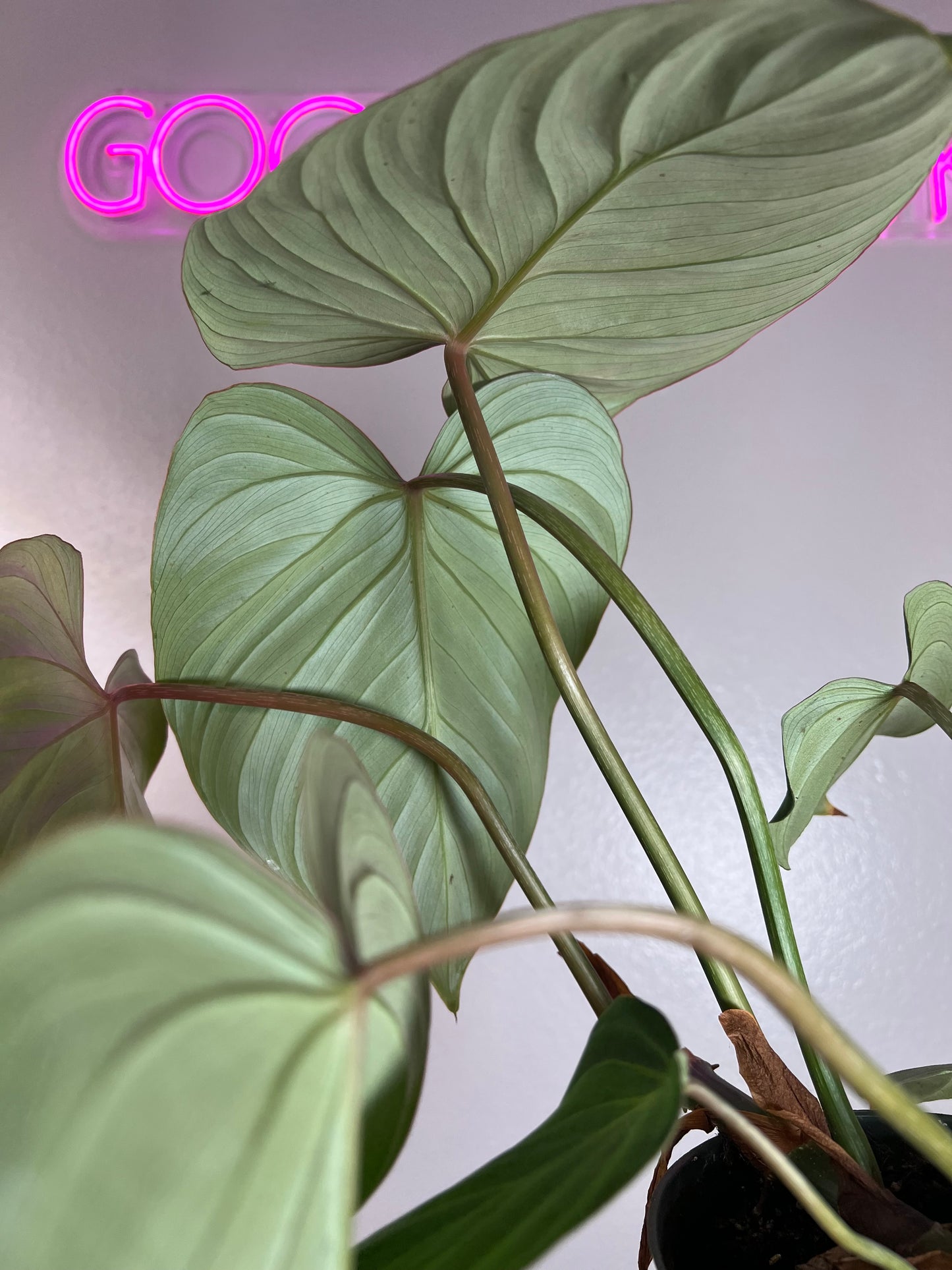 6” Philodendron Gloriosum Flat Petiole