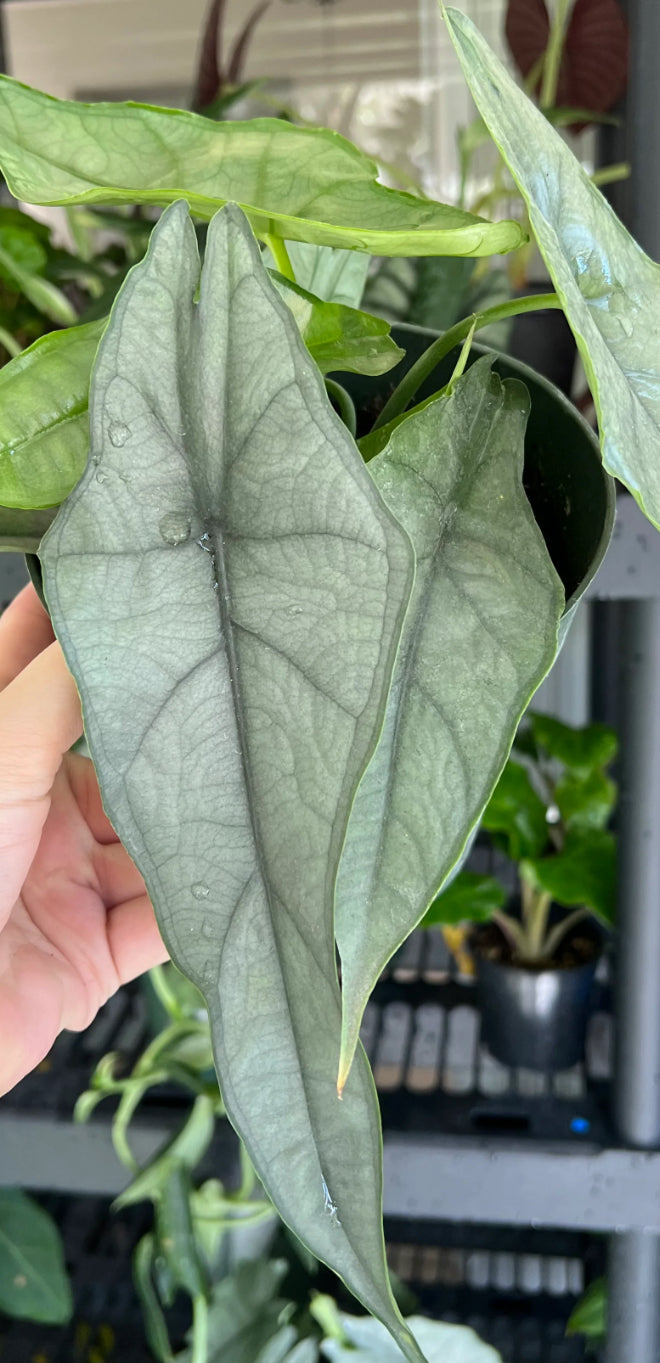 CORMS: Alocasia Dragons Breath