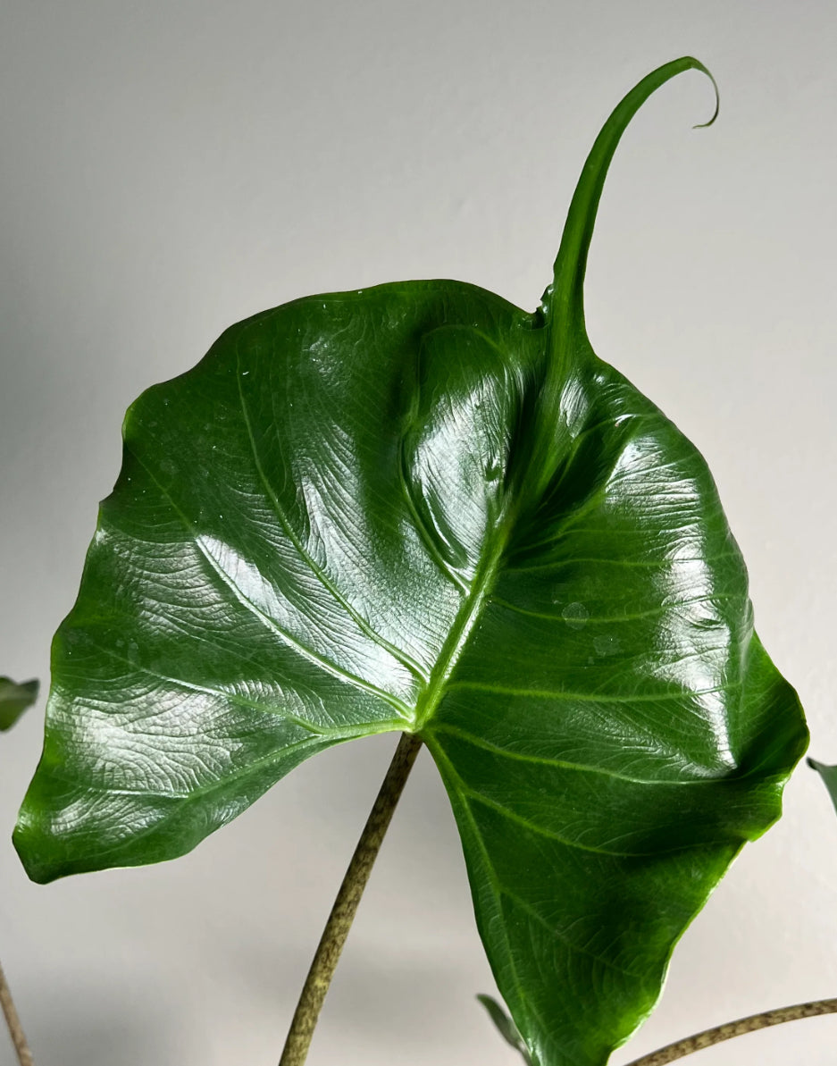 CORMS: Alocasia Stingray