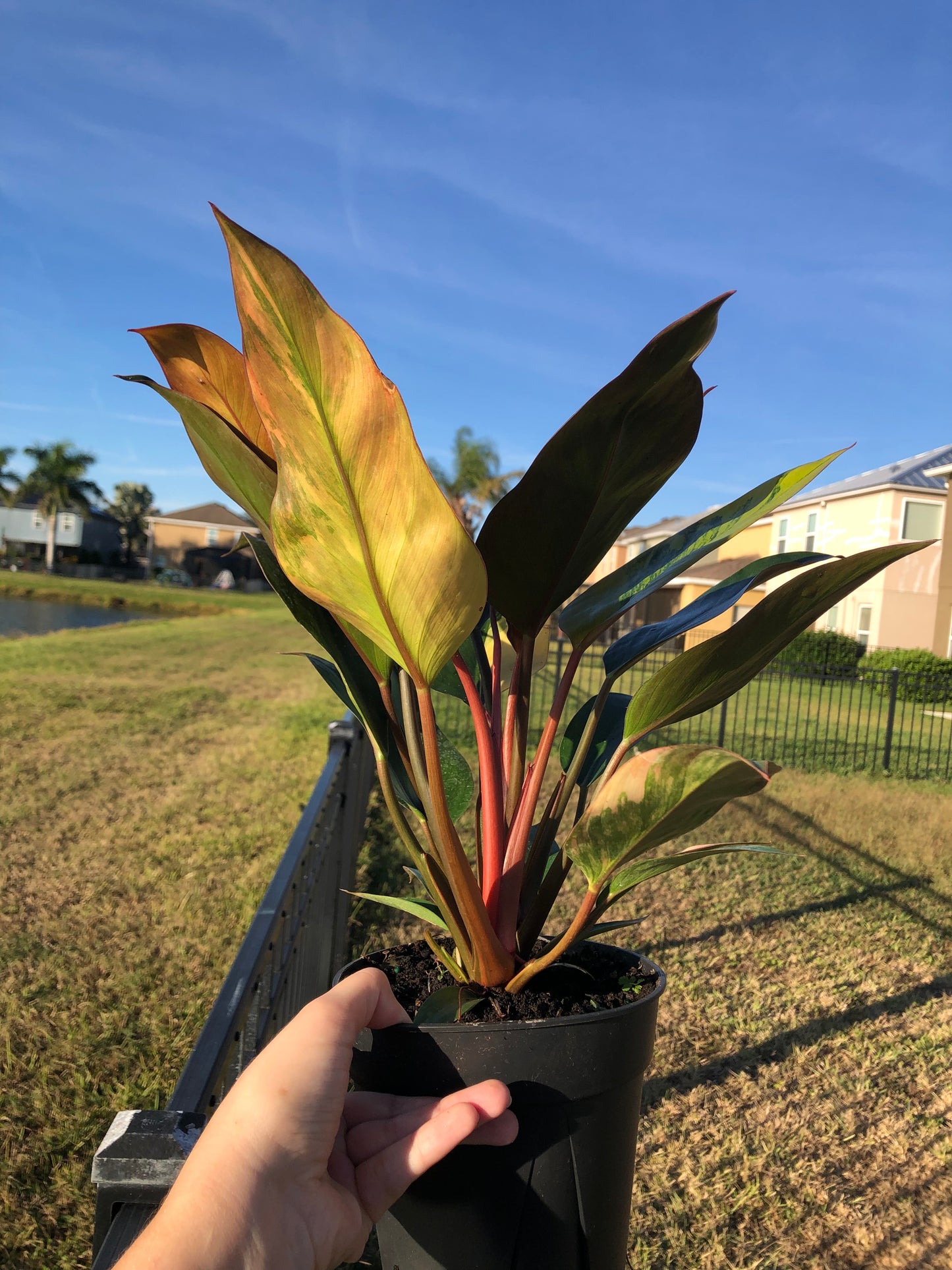 6” Philodendron Red Congo Variegated