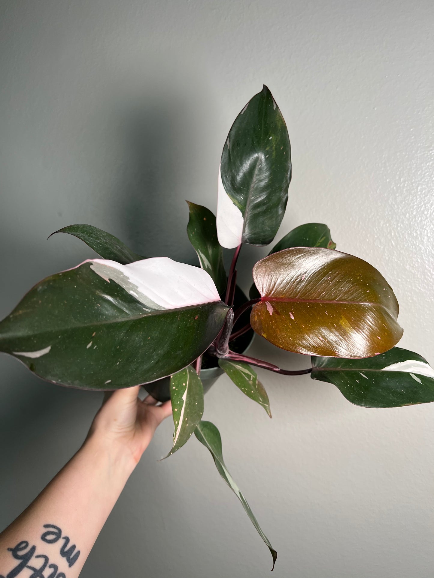 6” Philodendron Red Anderson