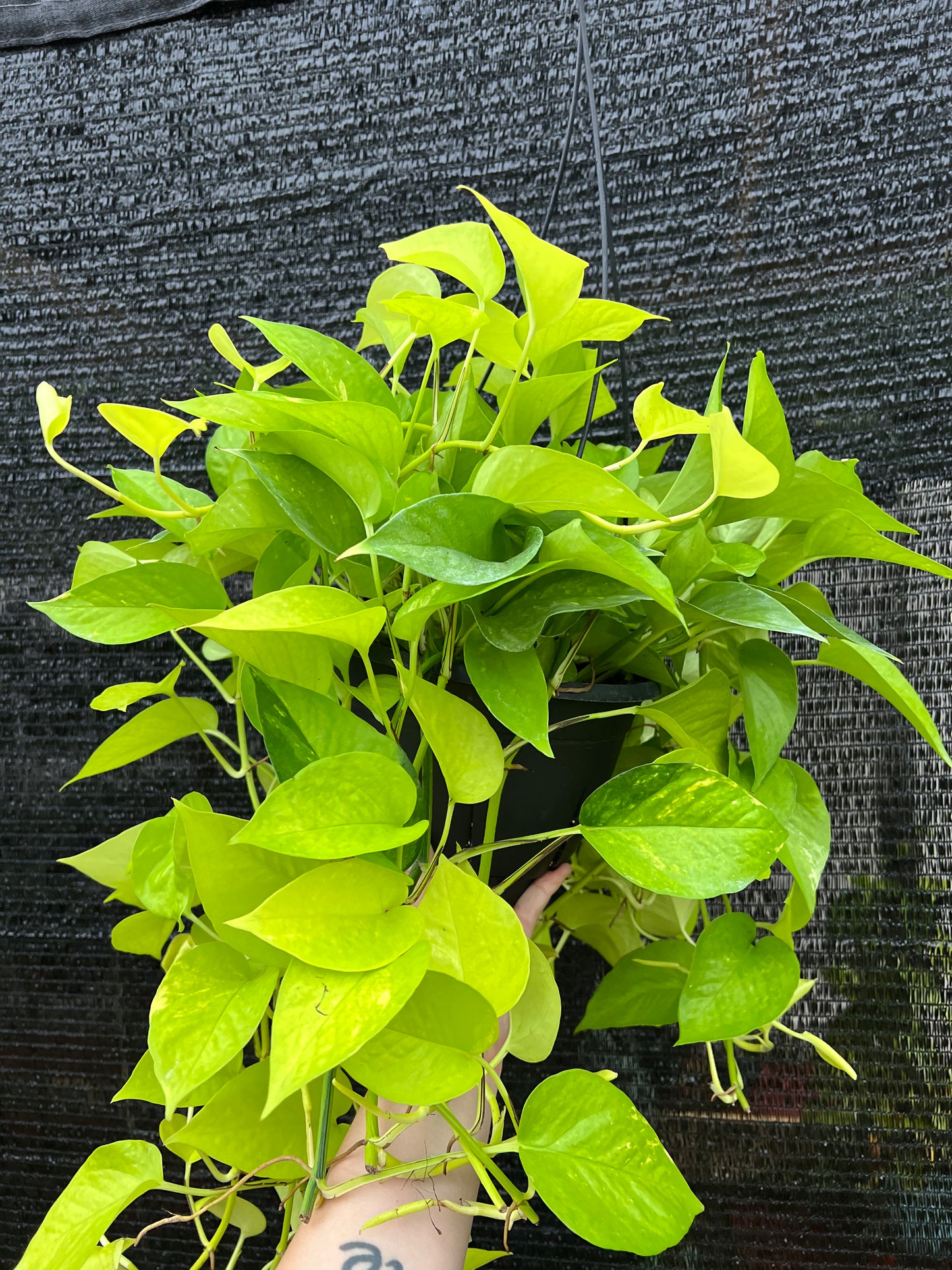 8” Epipremnum Aureum Neon Hanging Basket