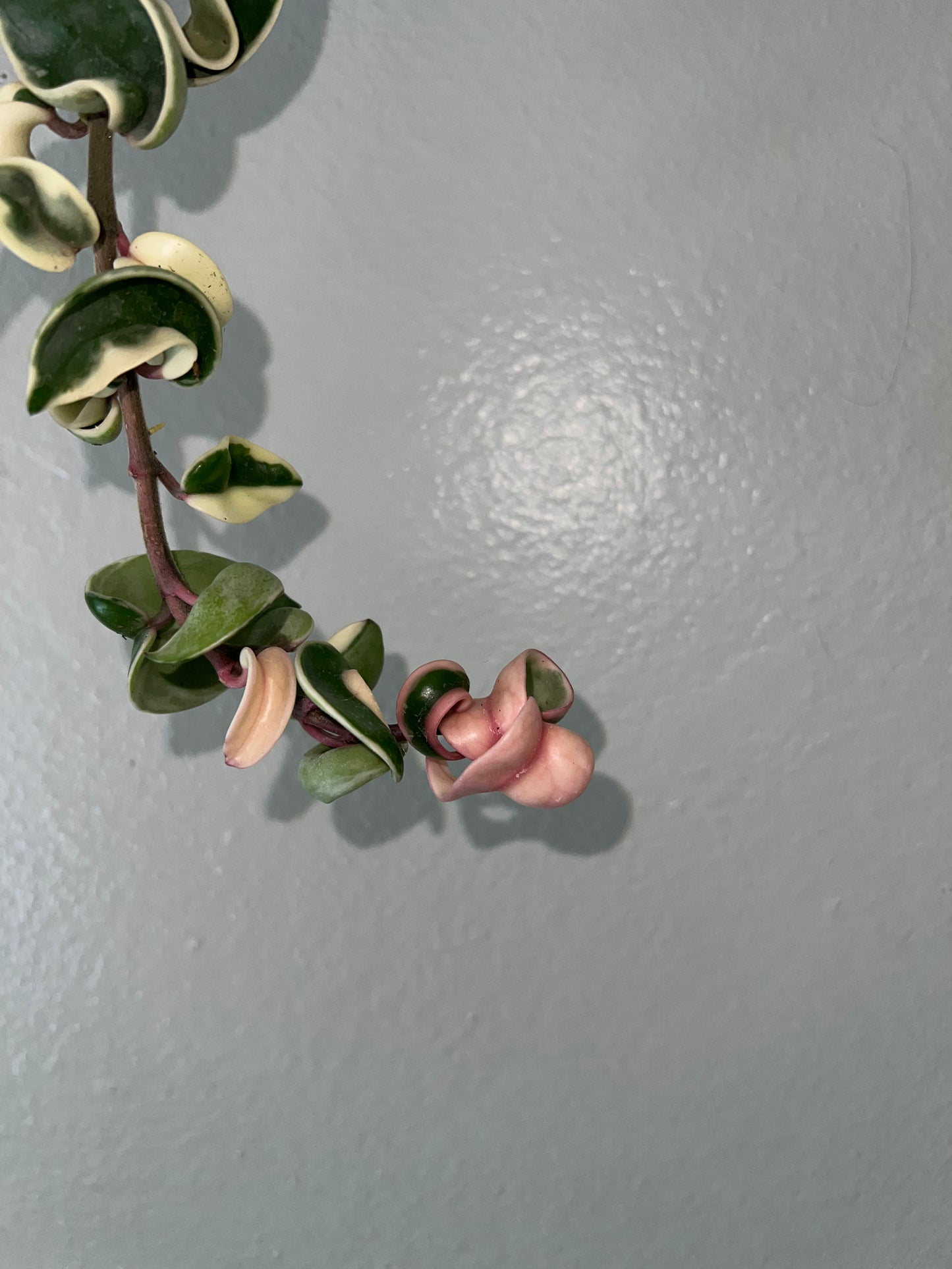 4” Variegated Hoya Carnosa Compacta (Hindu Rope)