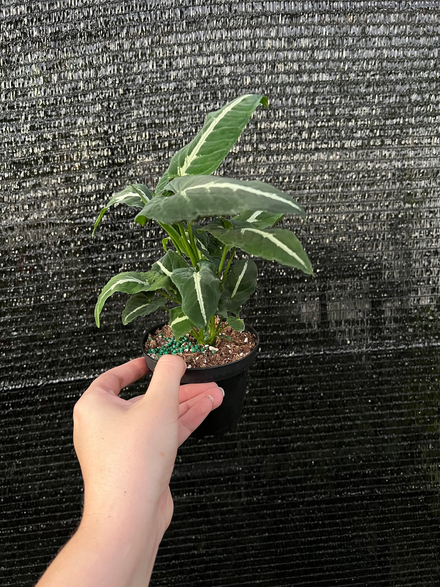 4” Syngonium Wendlandii